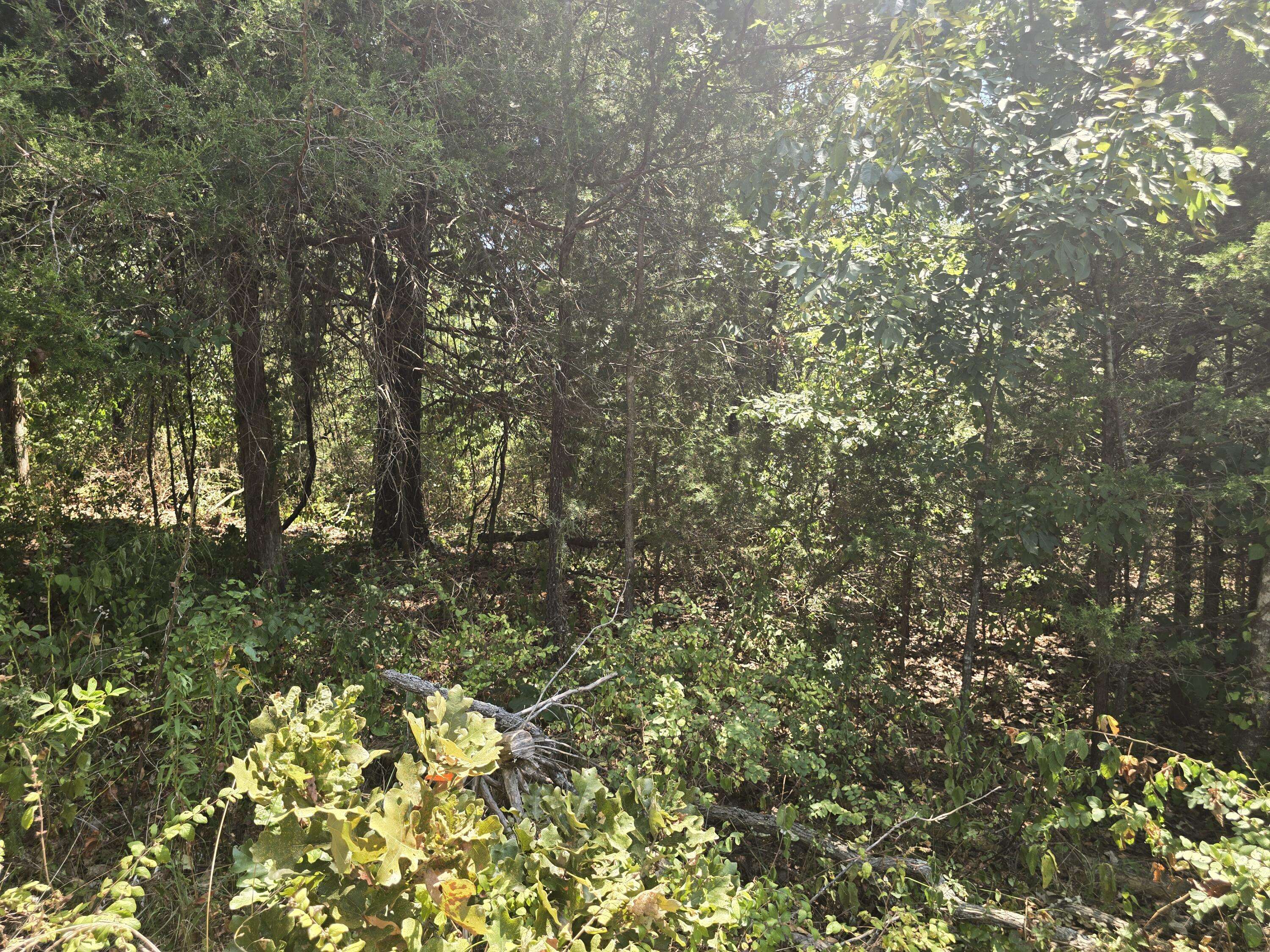 000 Sackett RD #1, Licking, MO 65542