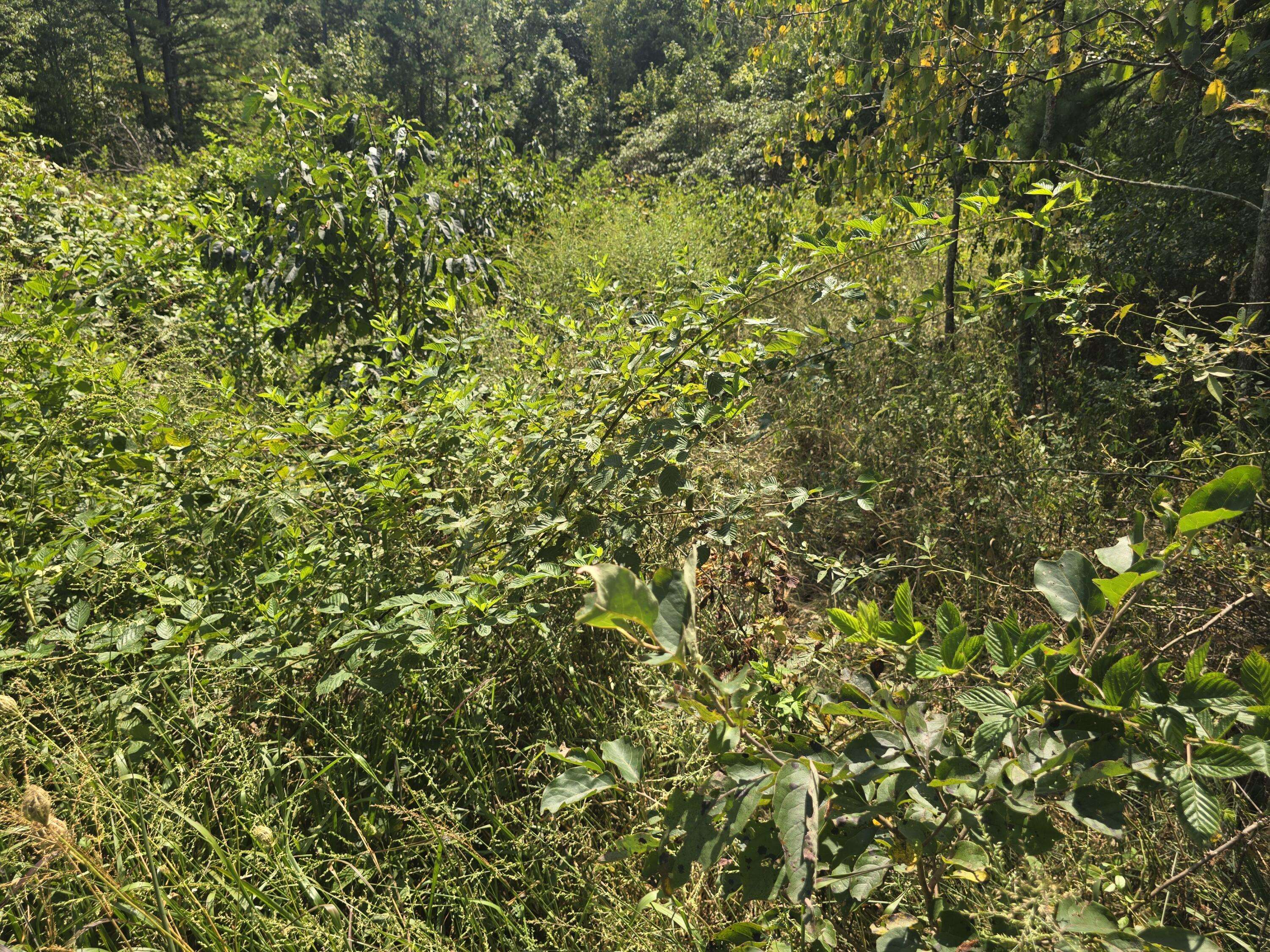 000 Sackett RD #1, Licking, MO 65542