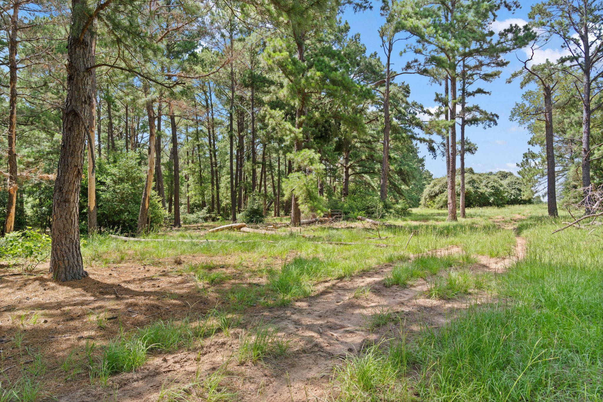 TBD (Tracts 11 & 12) St Delight RD, Paige, TX 78659