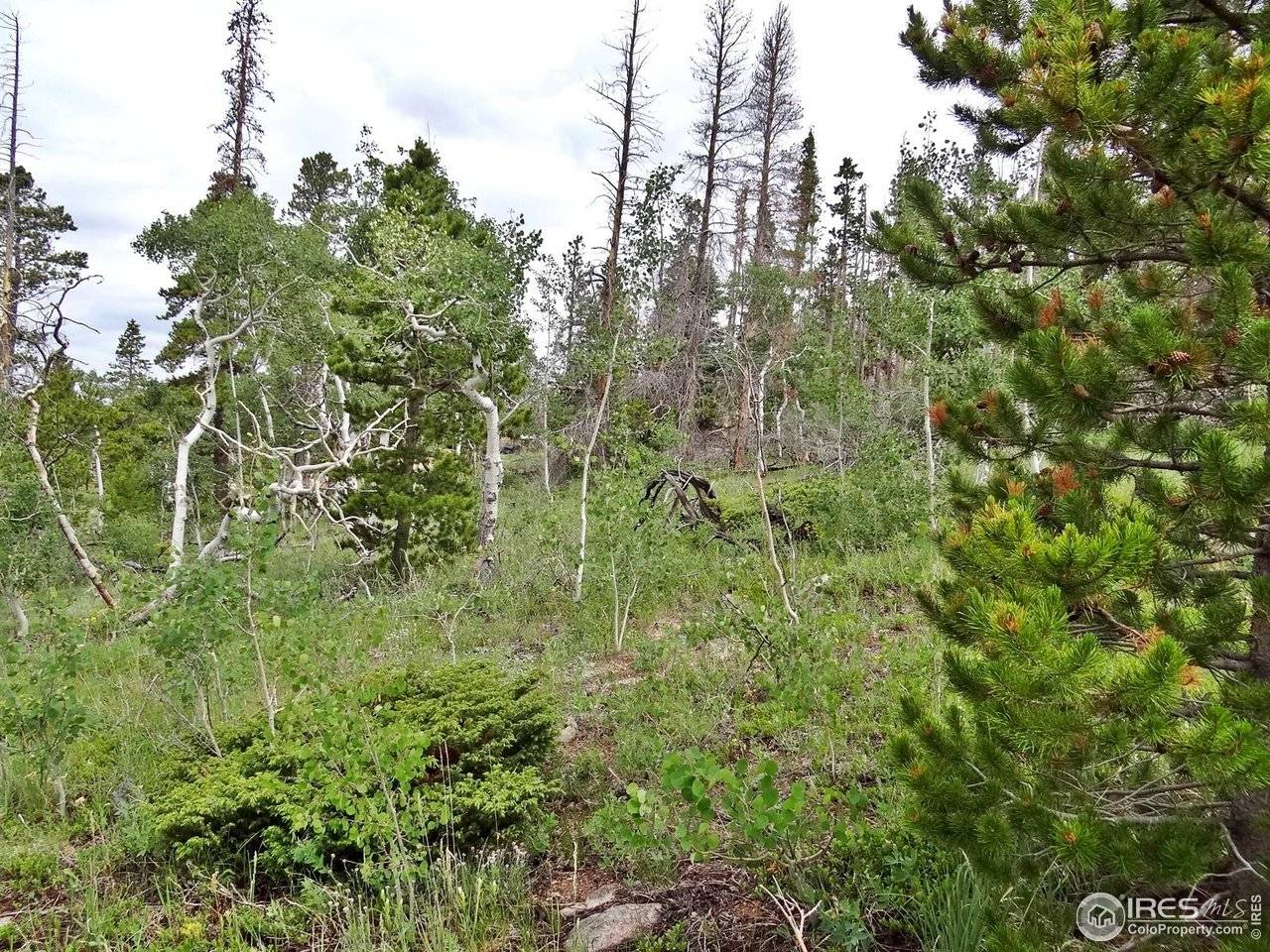 1683 Osage, Red Feather Lakes, CO 80545