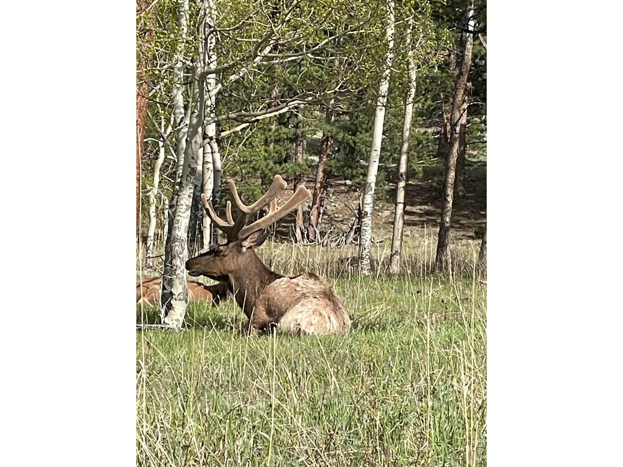 1565 Highway 66 ##31, Estes Park, CO 80517