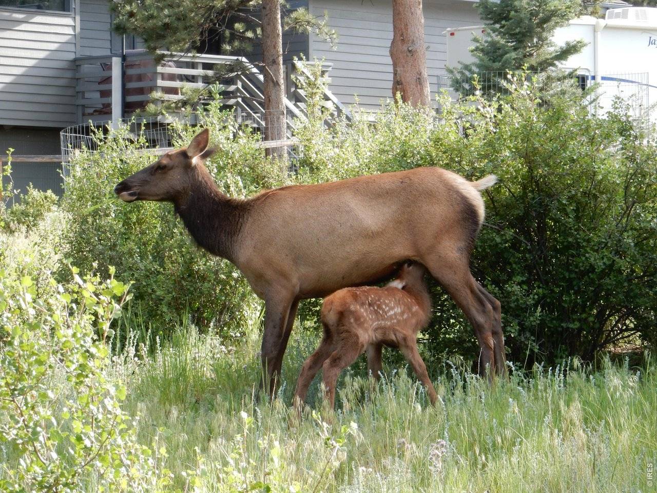 895 Elk Meadow, Estes Park, CO 80517