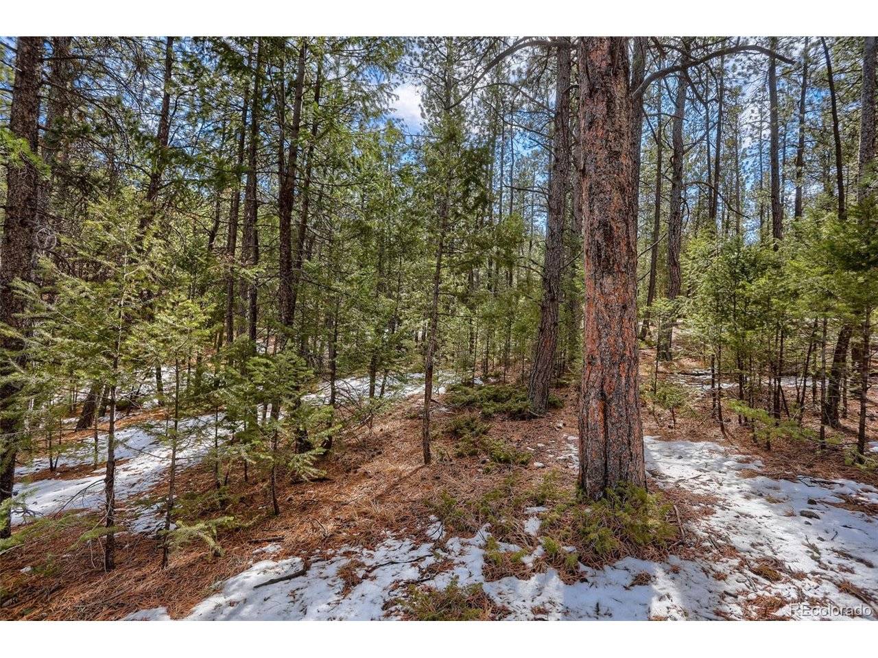 249 Territory, Pine, CO 80470