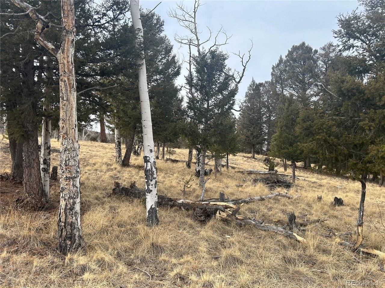 1421 Pitchfork, Hartsel, CO 80449
