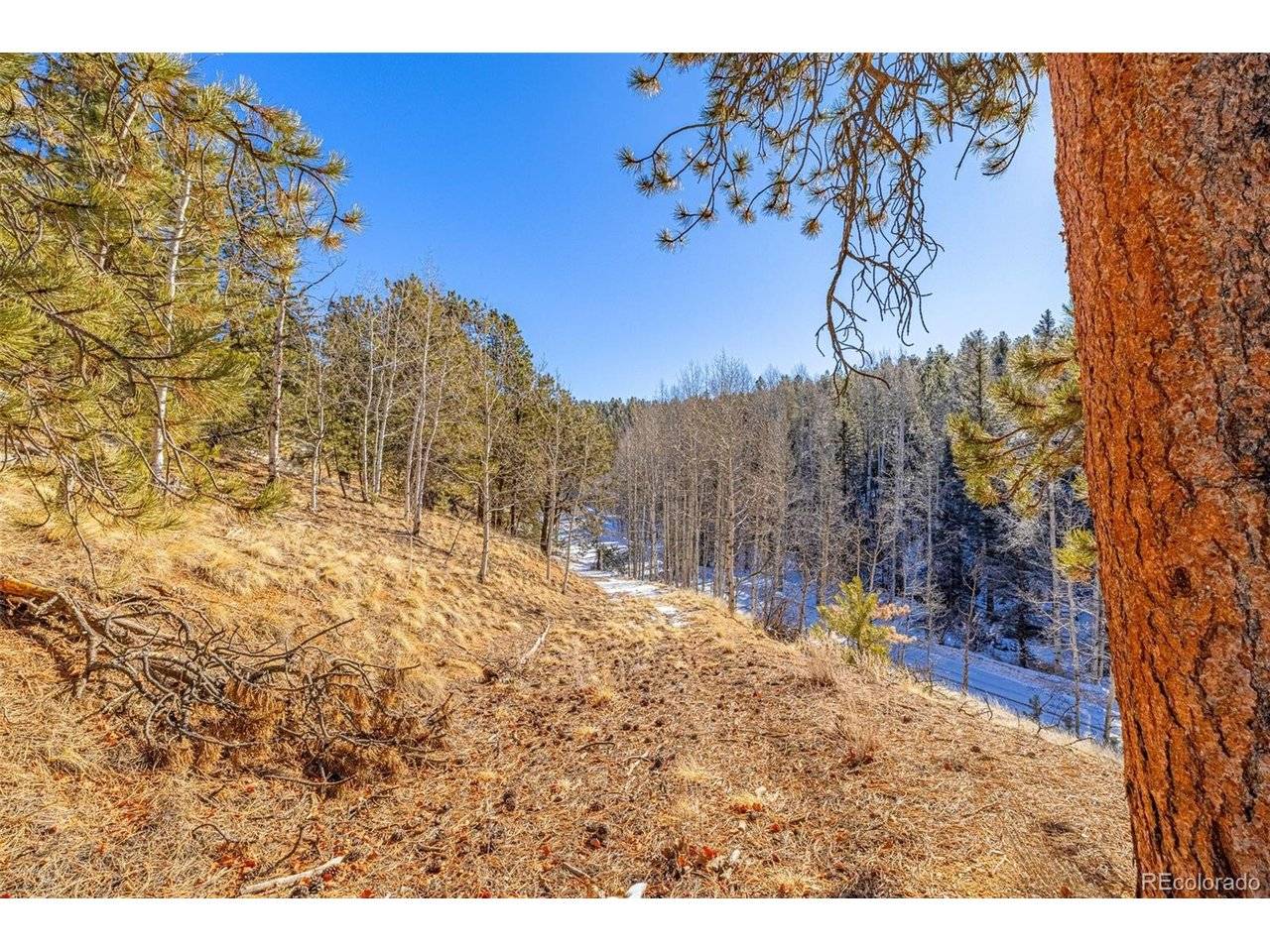 772 E Bison Creek, Florissant, CO 80816