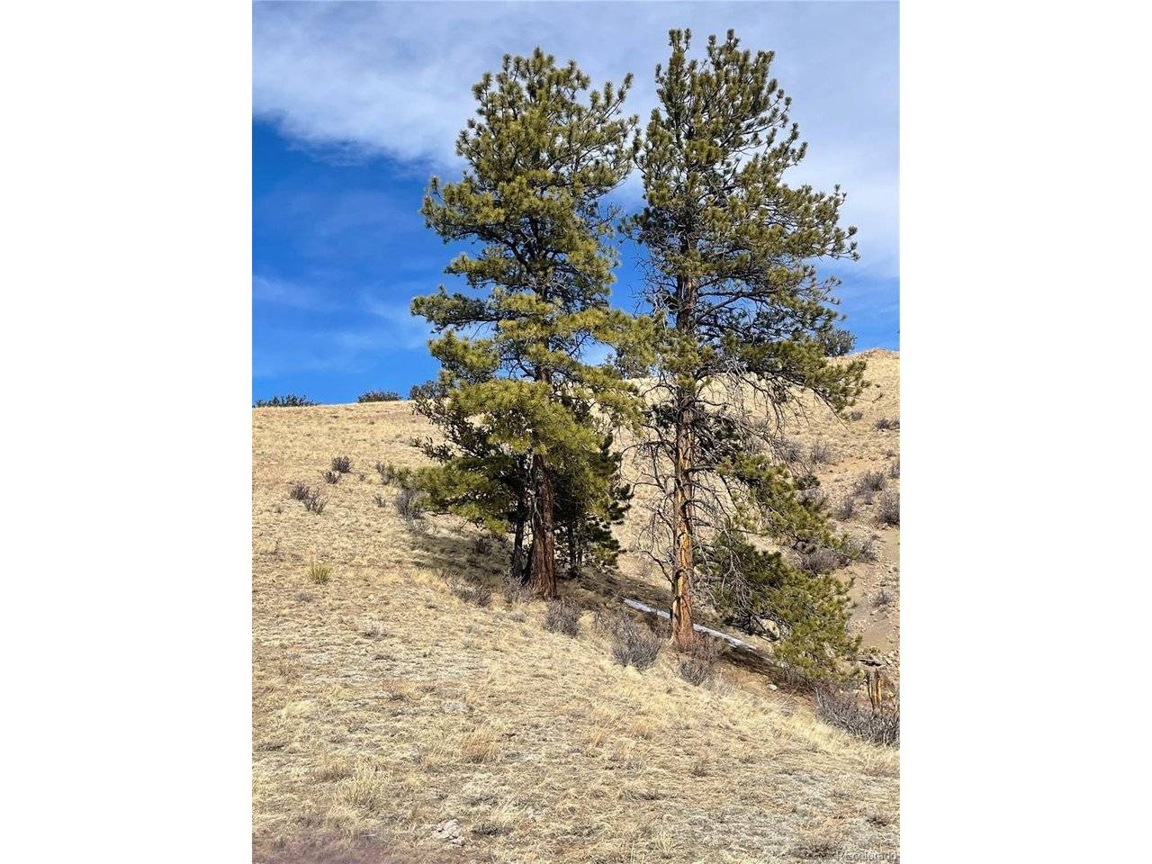 Antelope, Hartsel, CO 80449