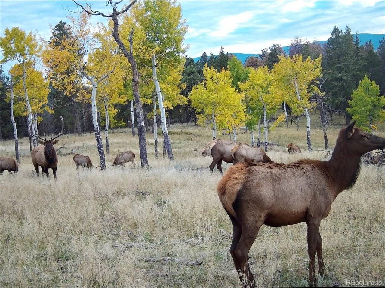 12434 S US Hwy 285, Conifer, CO 80433