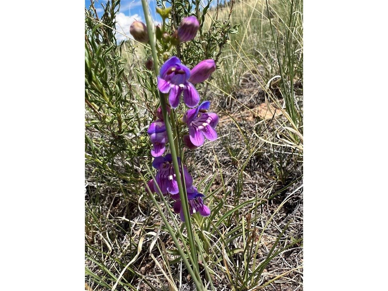 983 La Plata, Hartsel, CO 80449