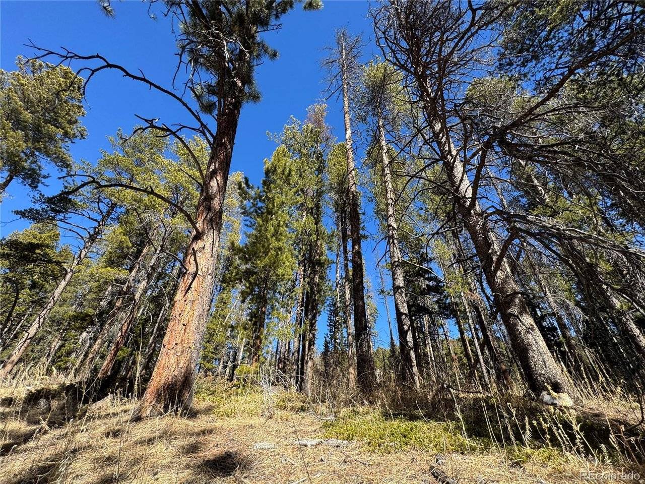 Lot 14X Wallace, Conifer, CO 80433