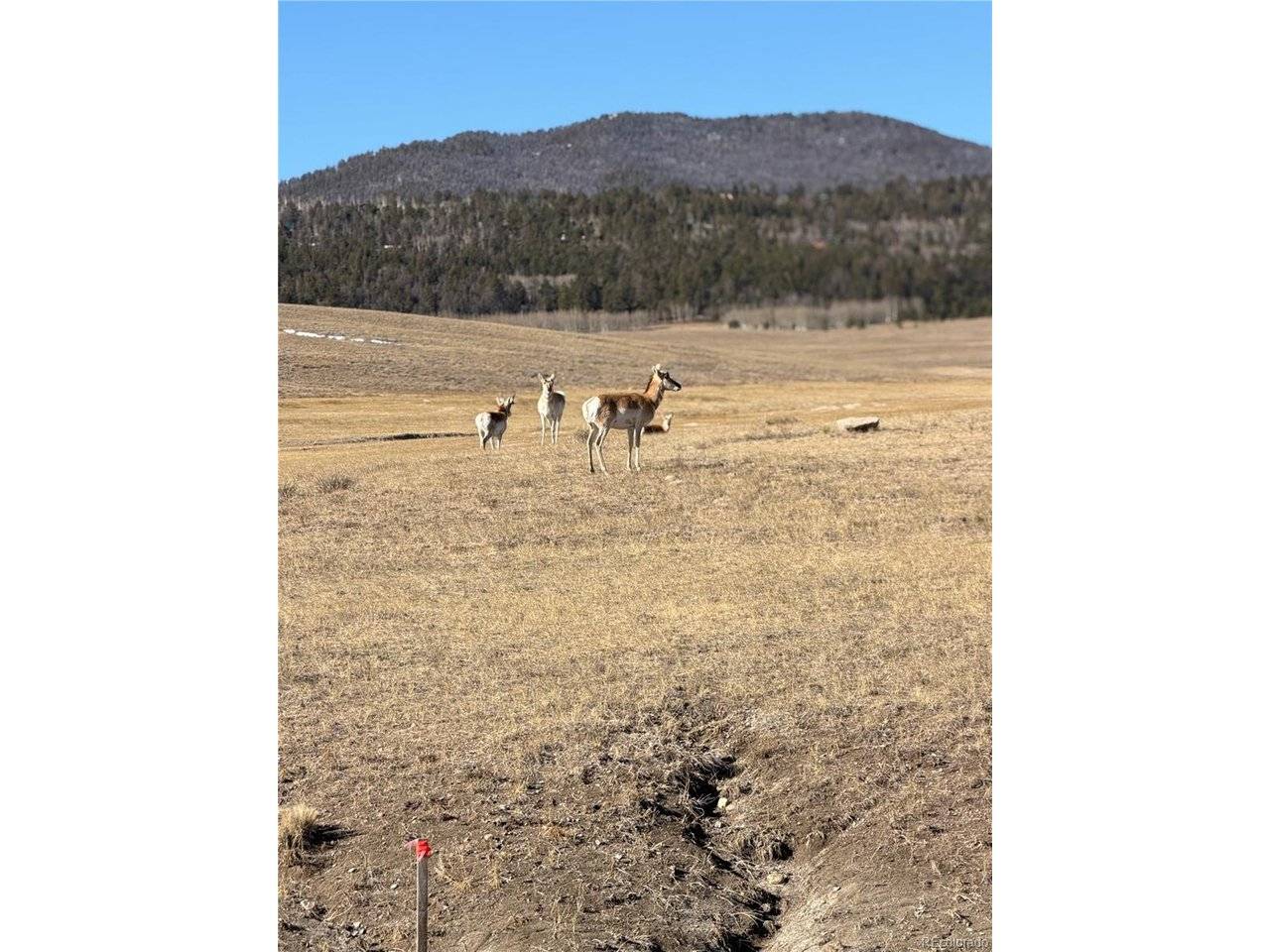 3 Ranch, Hartsel, CO 80449