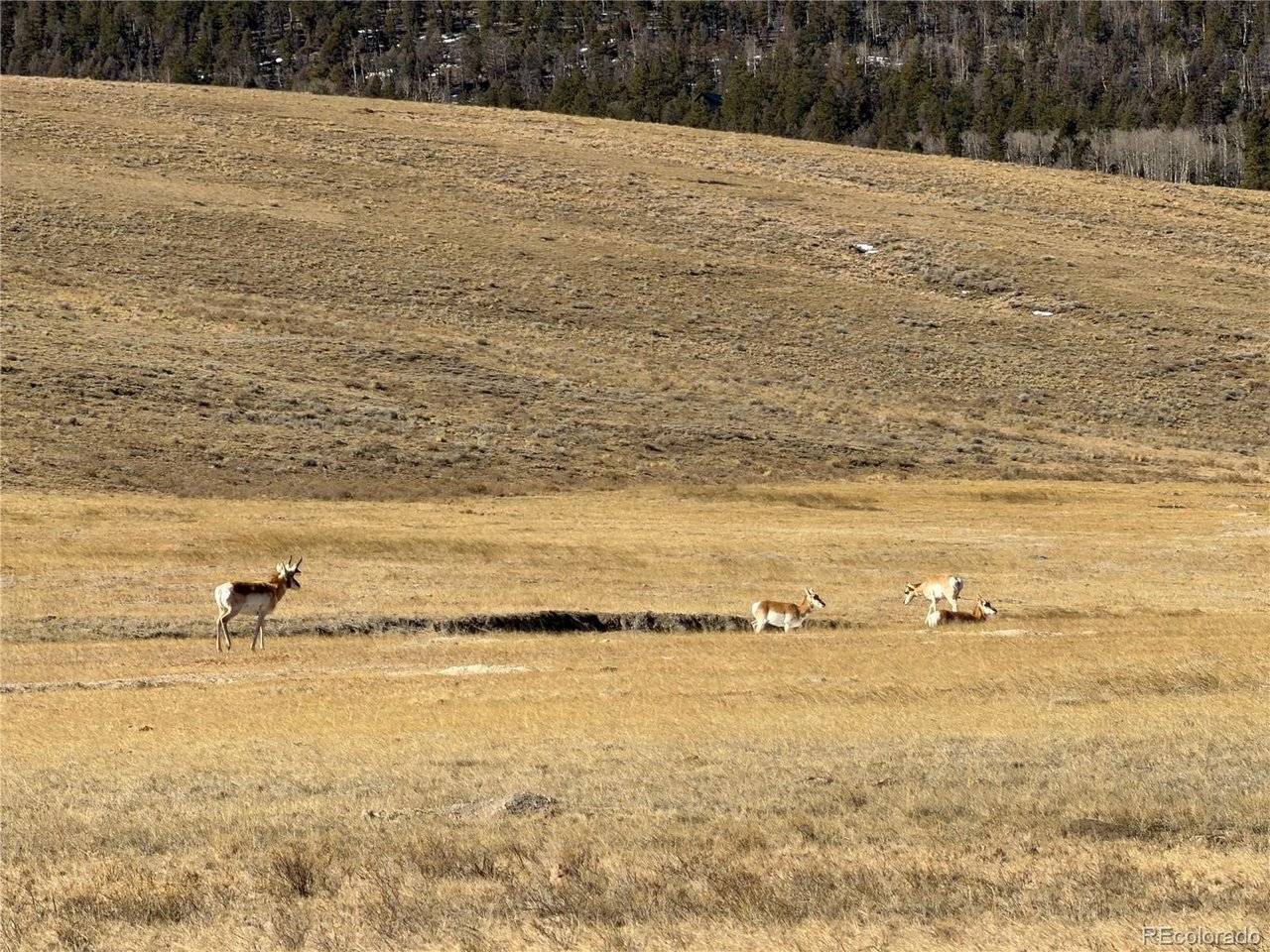 3 Ranch, Hartsel, CO 80449