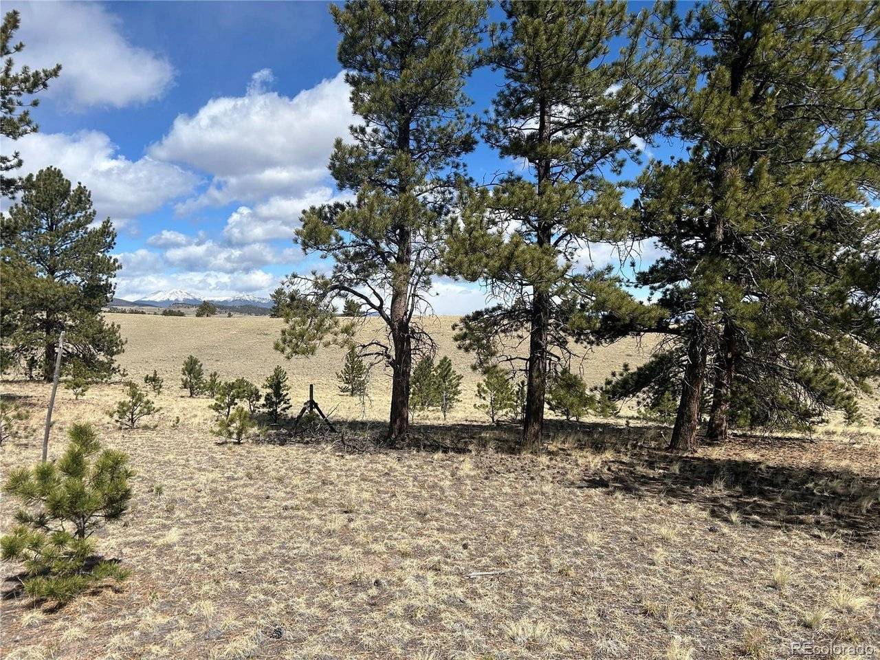 517 Brahma, Hartsel, CO 80449
