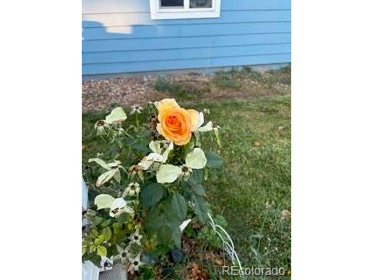 6405 Hollyhock #62, Frederick, CO 80530