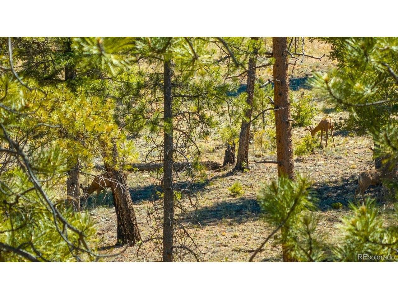 Address not disclosed, Lake George, CO 80827