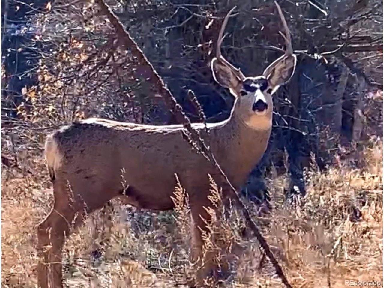 986 Apache, Florissant, CO 80816