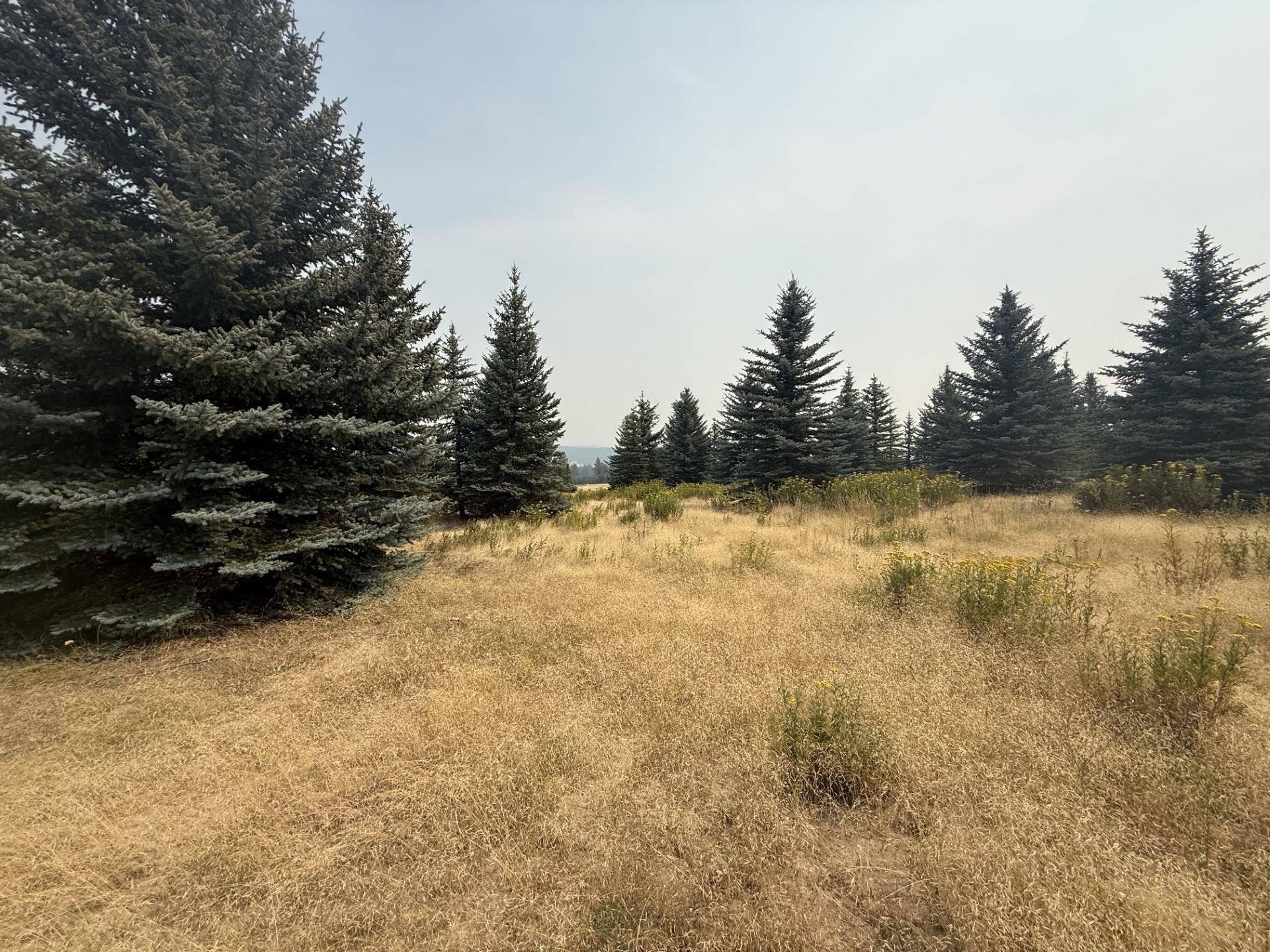 112XX S Spruce Tree Ln, Mica, WA 99023