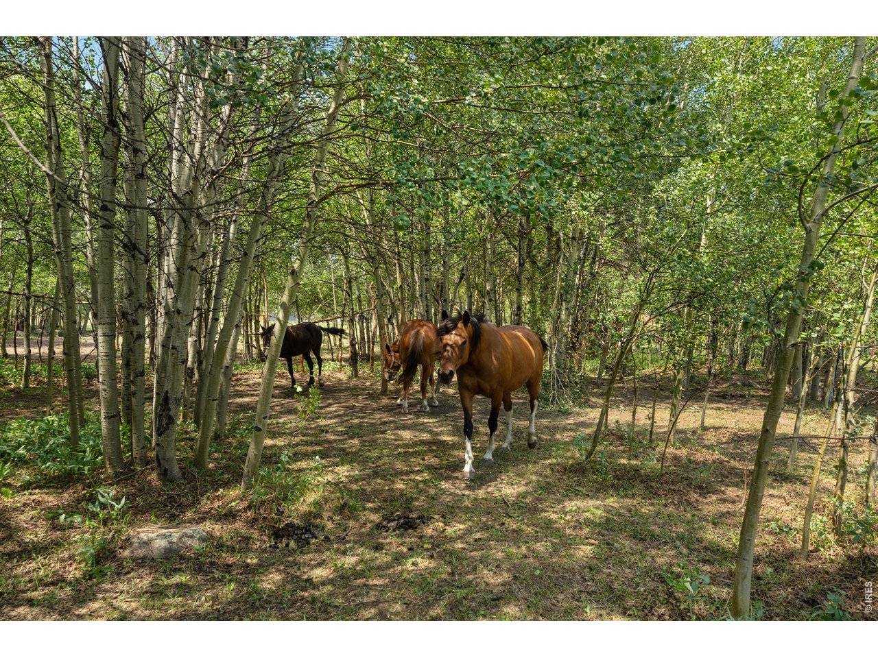 425 Caribou, Nederland, CO 80466