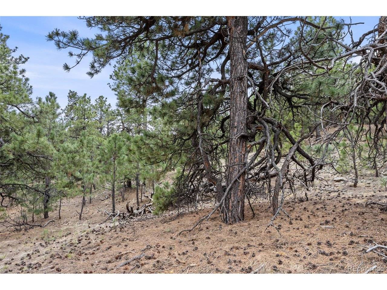 8653 N Teacup, Elbert, CO 80106