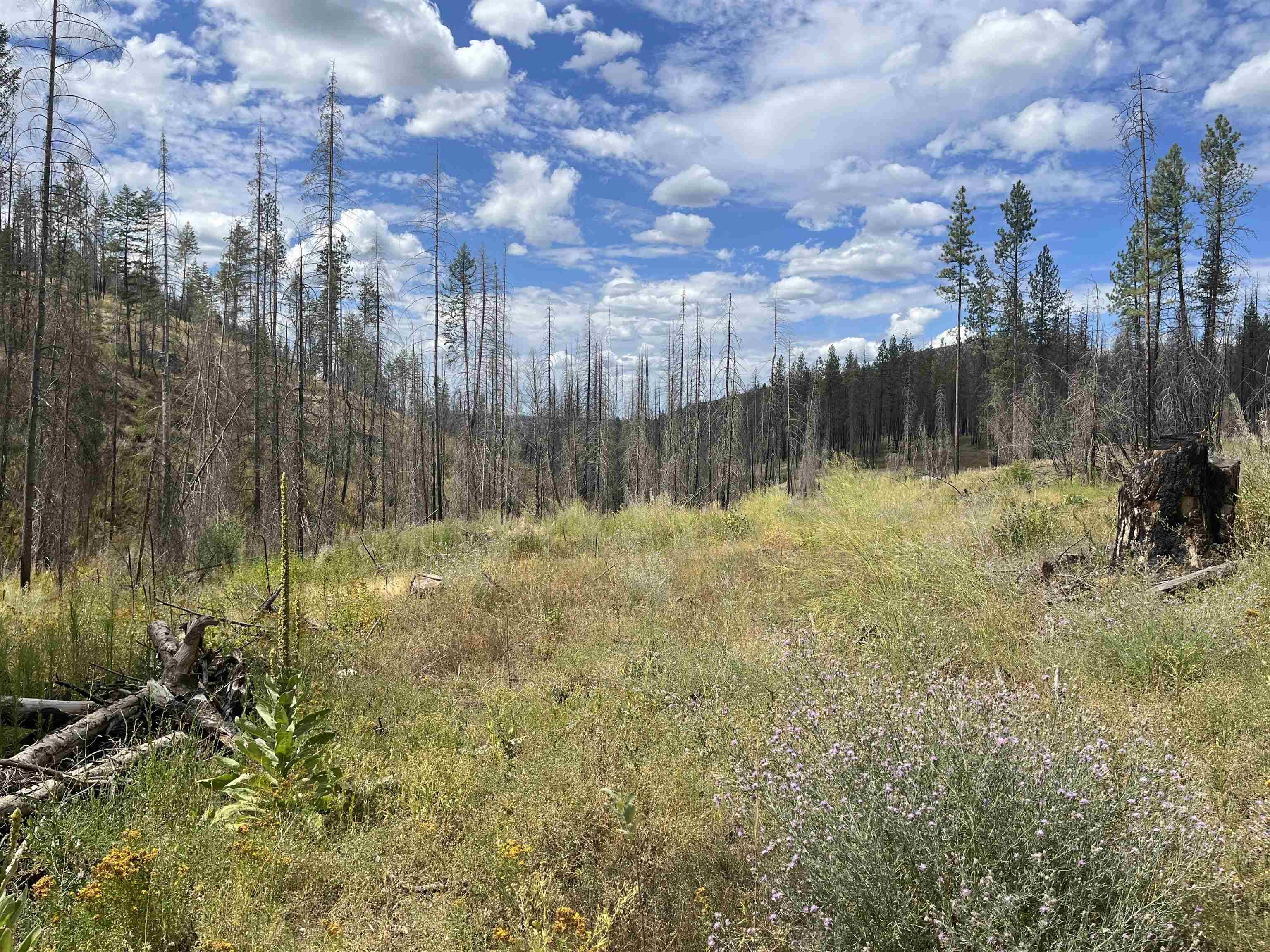 Lot 12 Rail Canyon Rd, Springdale, WA 99173