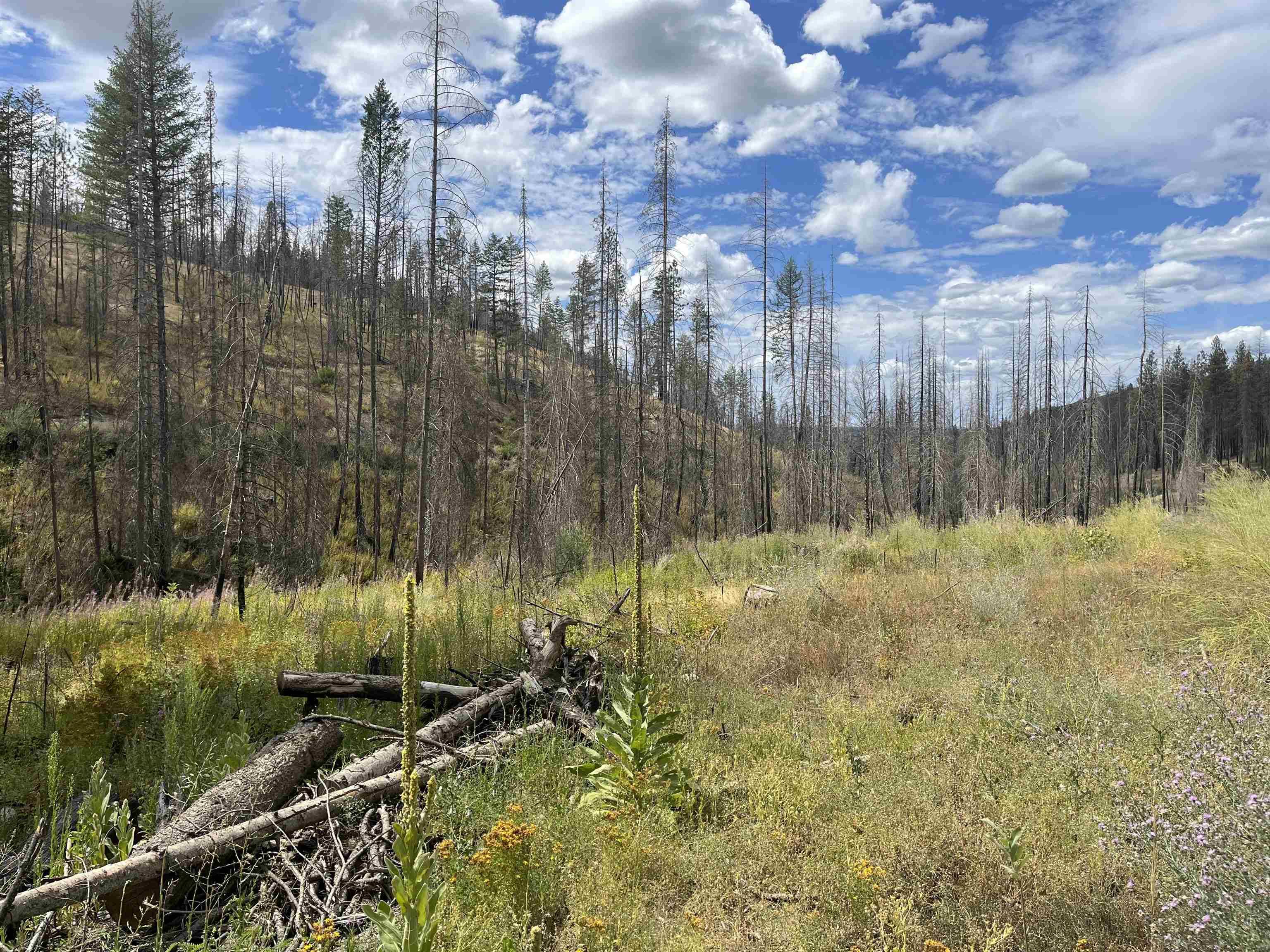 Lot 12 Rail Canyon Rd, Springdale, WA 99173