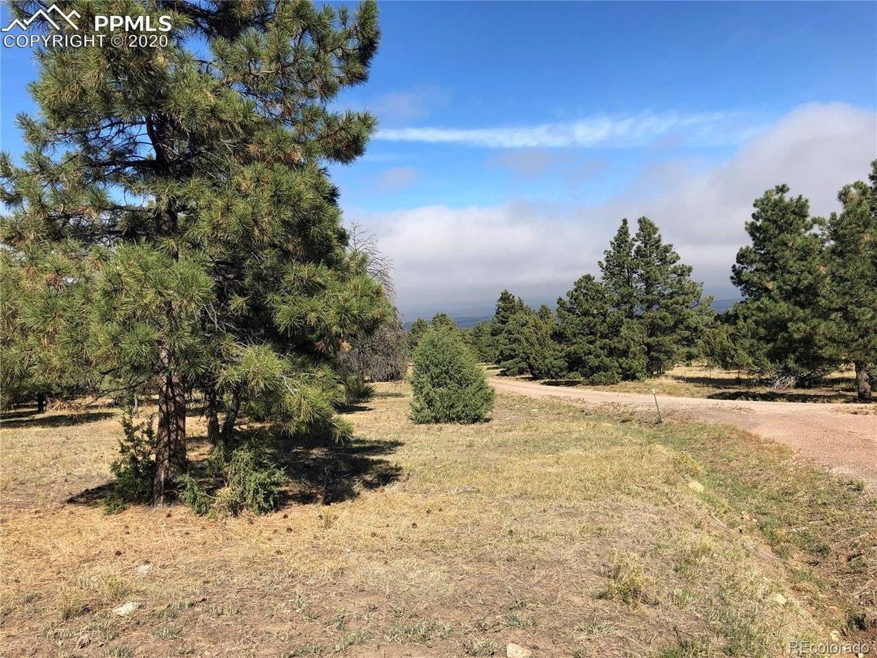 Ponderosa Pine, Beulah, CO 81023