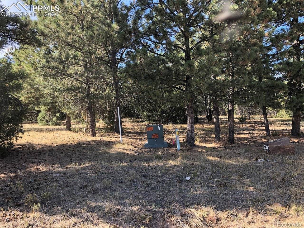 Ponderosa Pine, Beulah, CO 81023