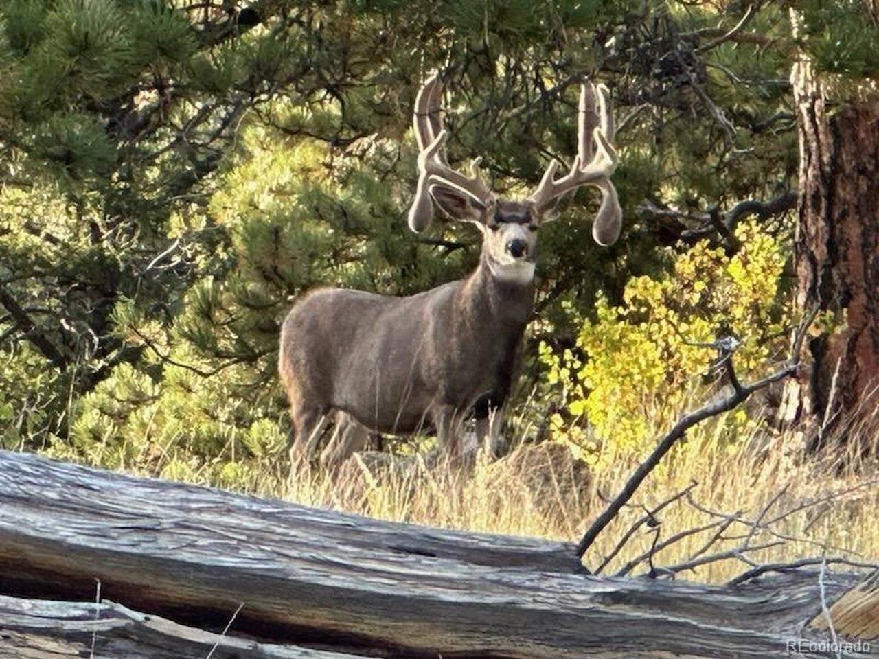 Address not disclosed, Guffey, CO 80820