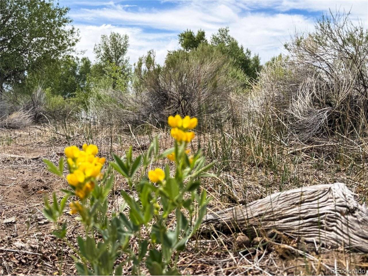 483 River Ranch, Antonito, CO 81120