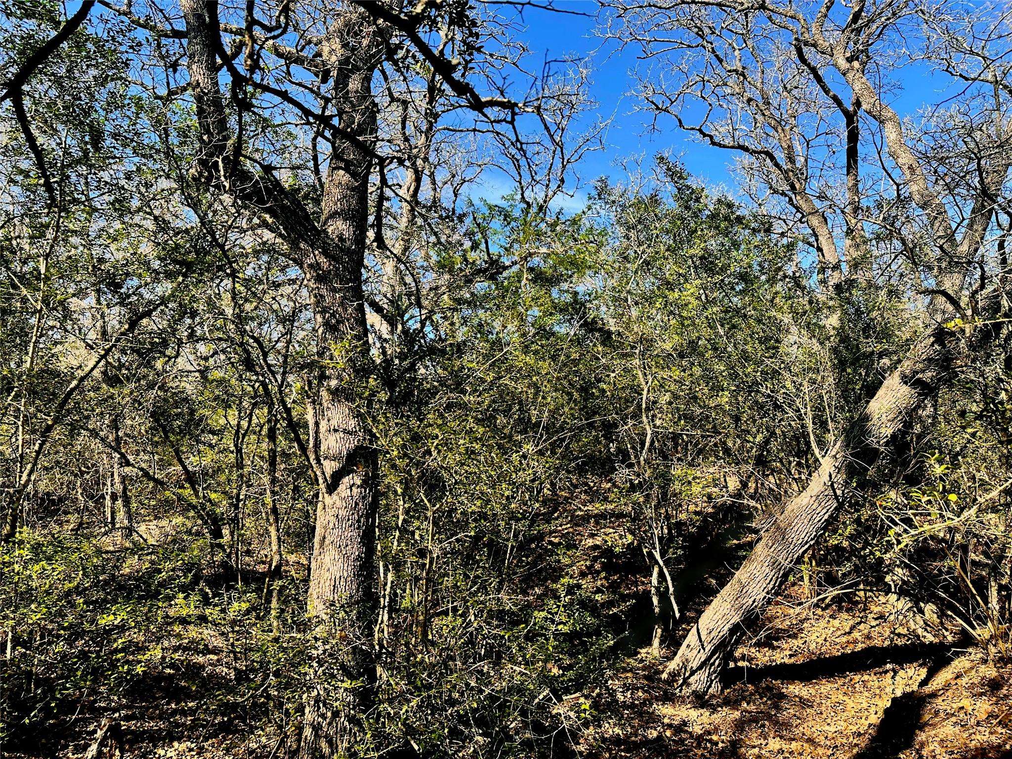 Address not disclosed, Waelder, TX 78959