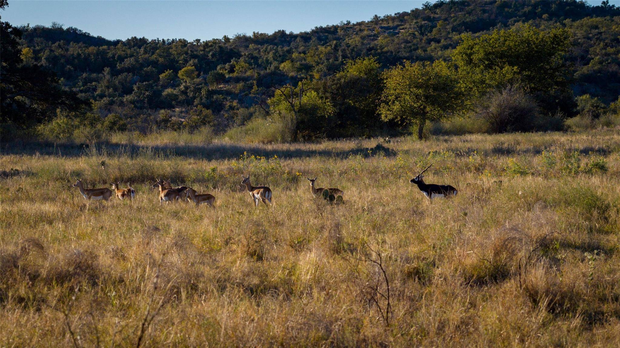 7702 Ranch Road 965, Llano, TX 78624