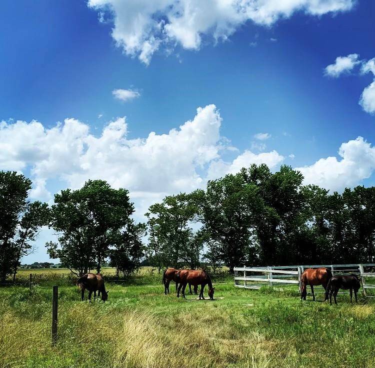 00000 FM 1462 RD, West Columbia, TX 77430