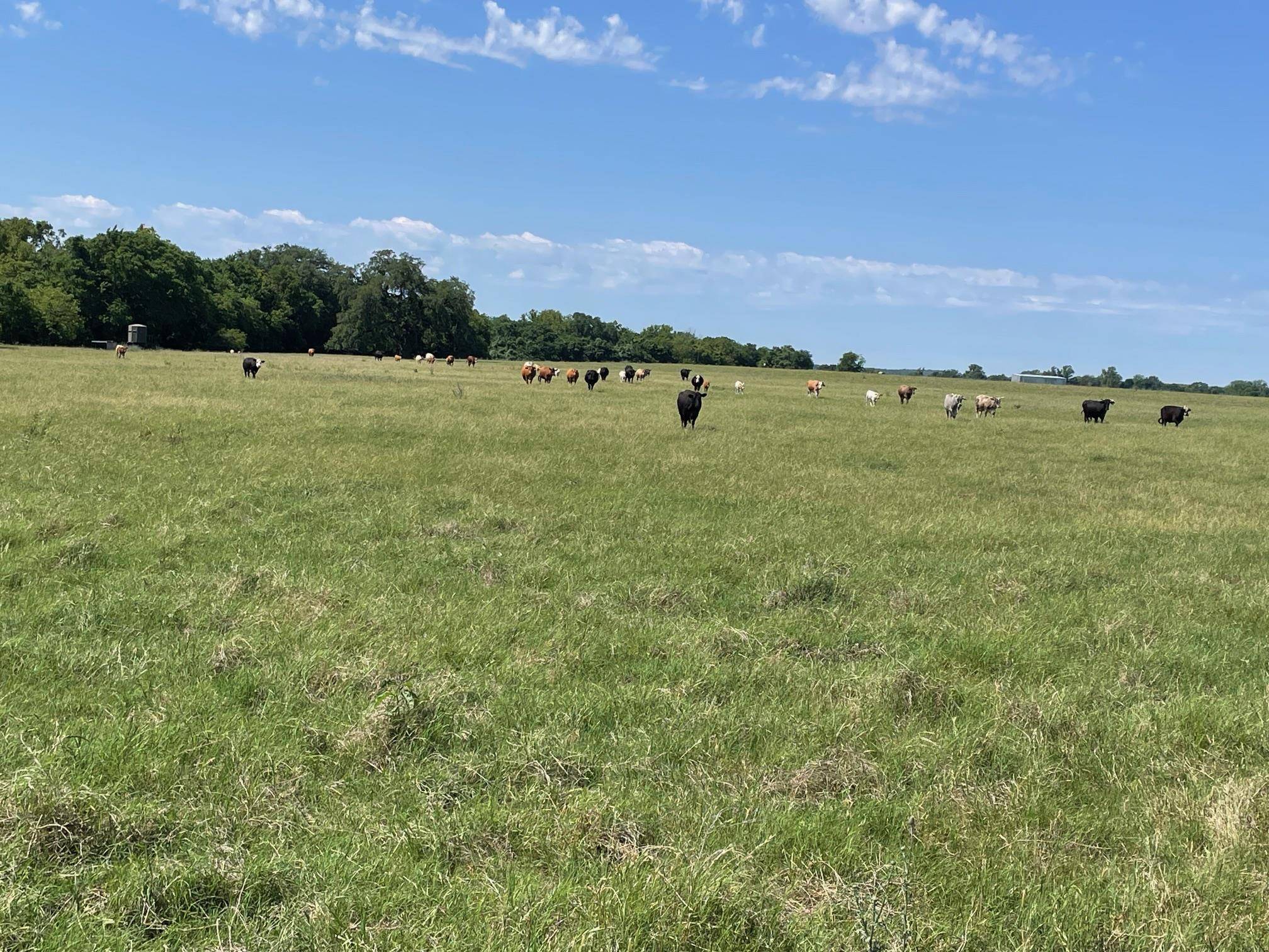 TBD 144.45 acres, Smithville, TX 78957