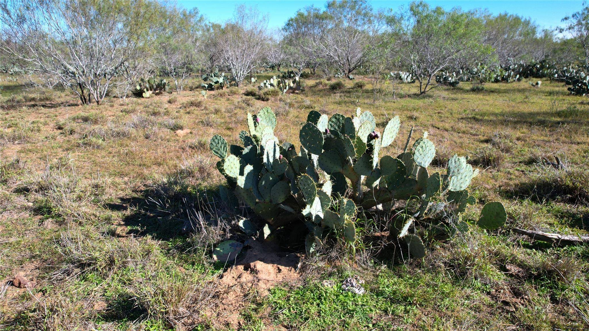1913 County Road 3000, Pearsall, TX 78061