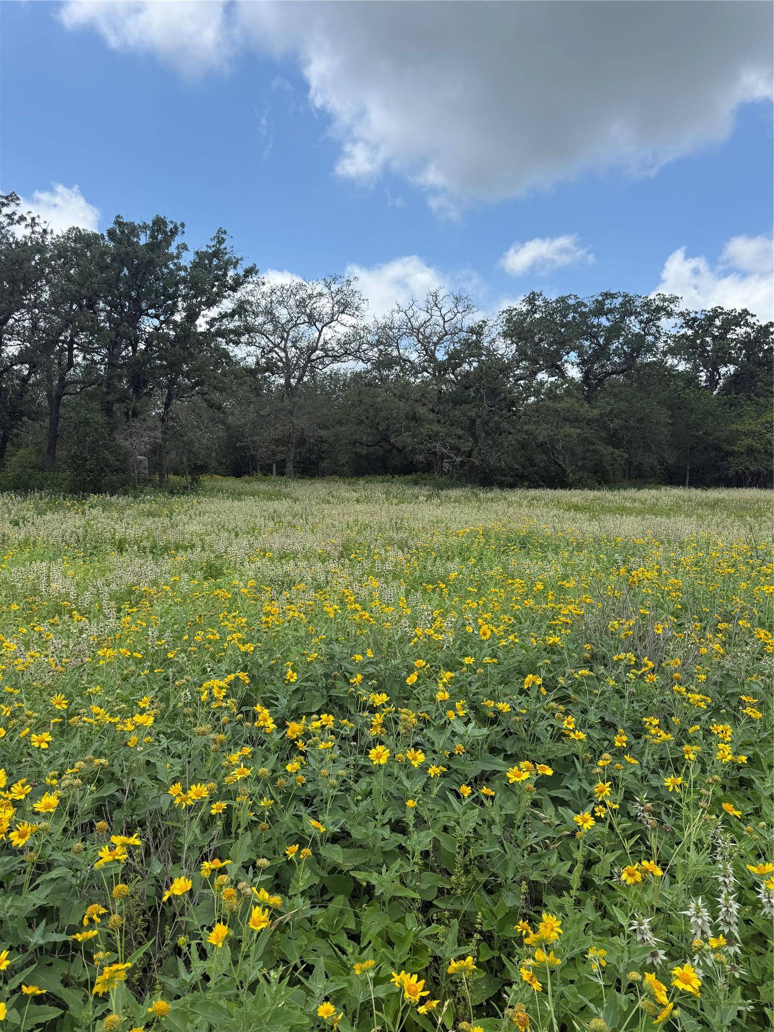 2135 Mule Creek RD, Harwood, TX 78632