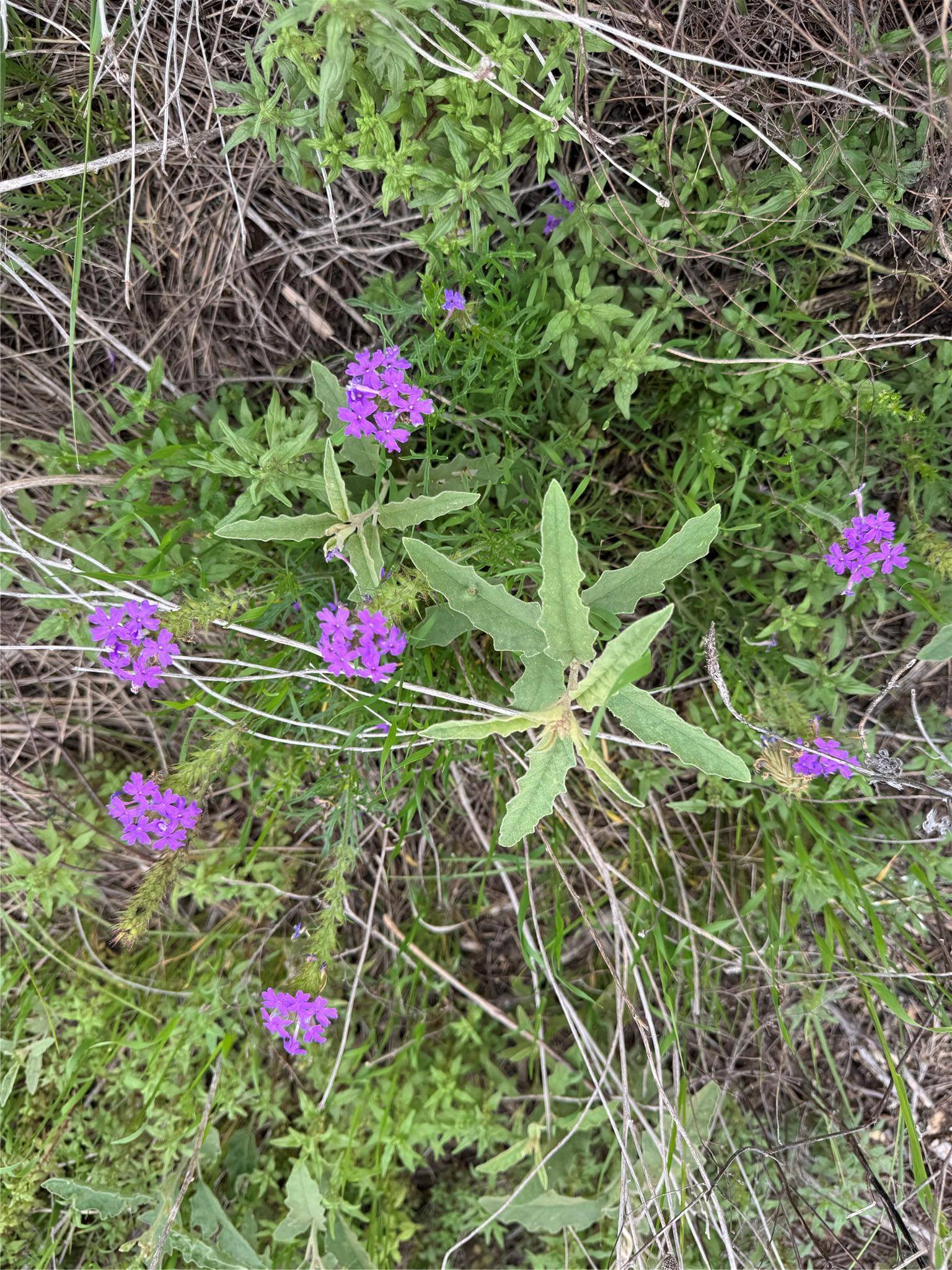Lot 52 Clearwater Canyon RD, Bandera, TX 78003