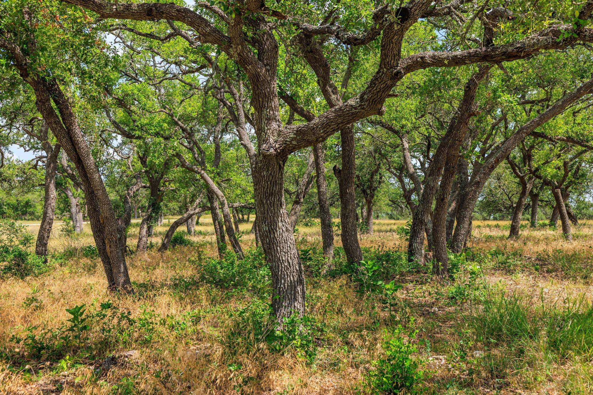 N/A Lone Man Mountain RD, Wimberley, TX 78676