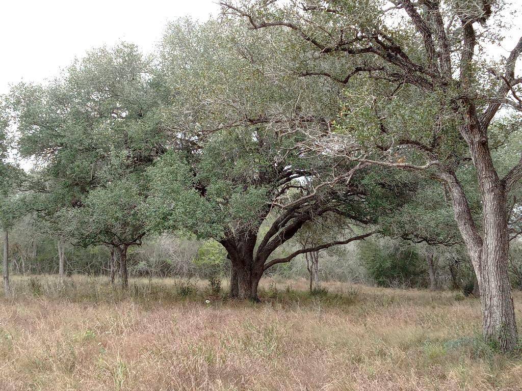251 Lefty Lane LN, Goliad, TX 77963