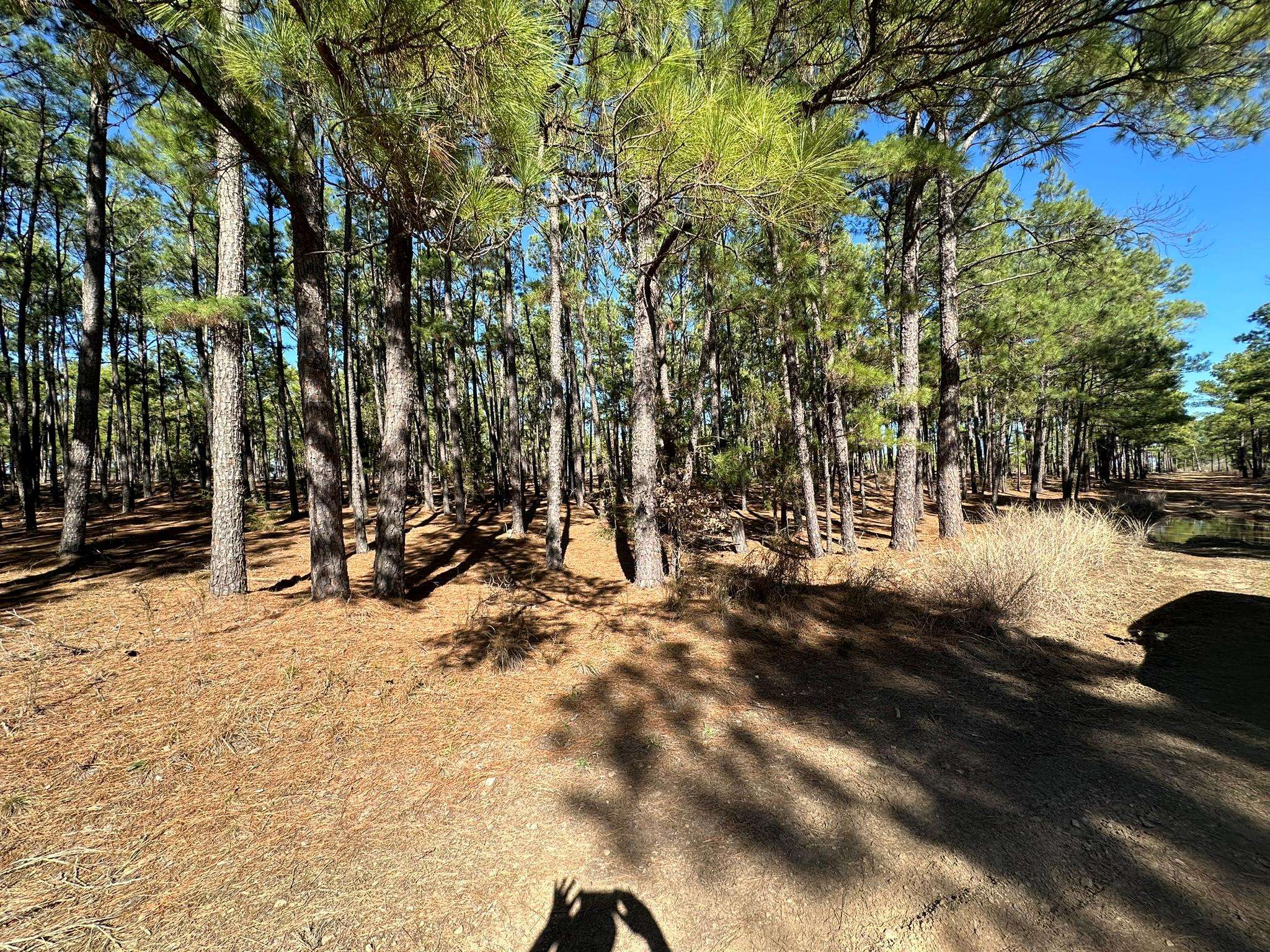 Lot 12 Hickory Ridge DR, Bastrop, TX 78602