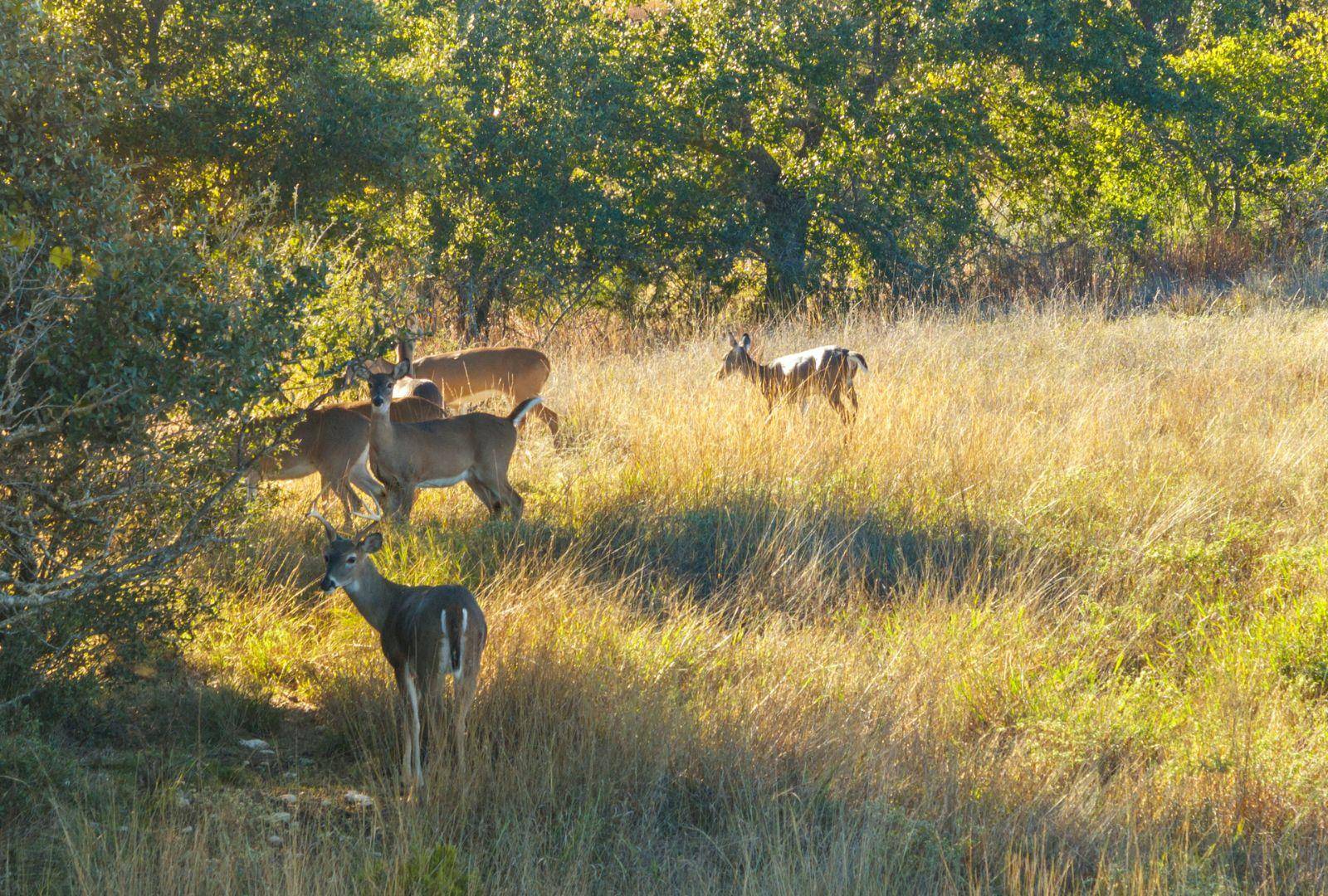 Address not disclosed, Dripping Springs, TX 78620