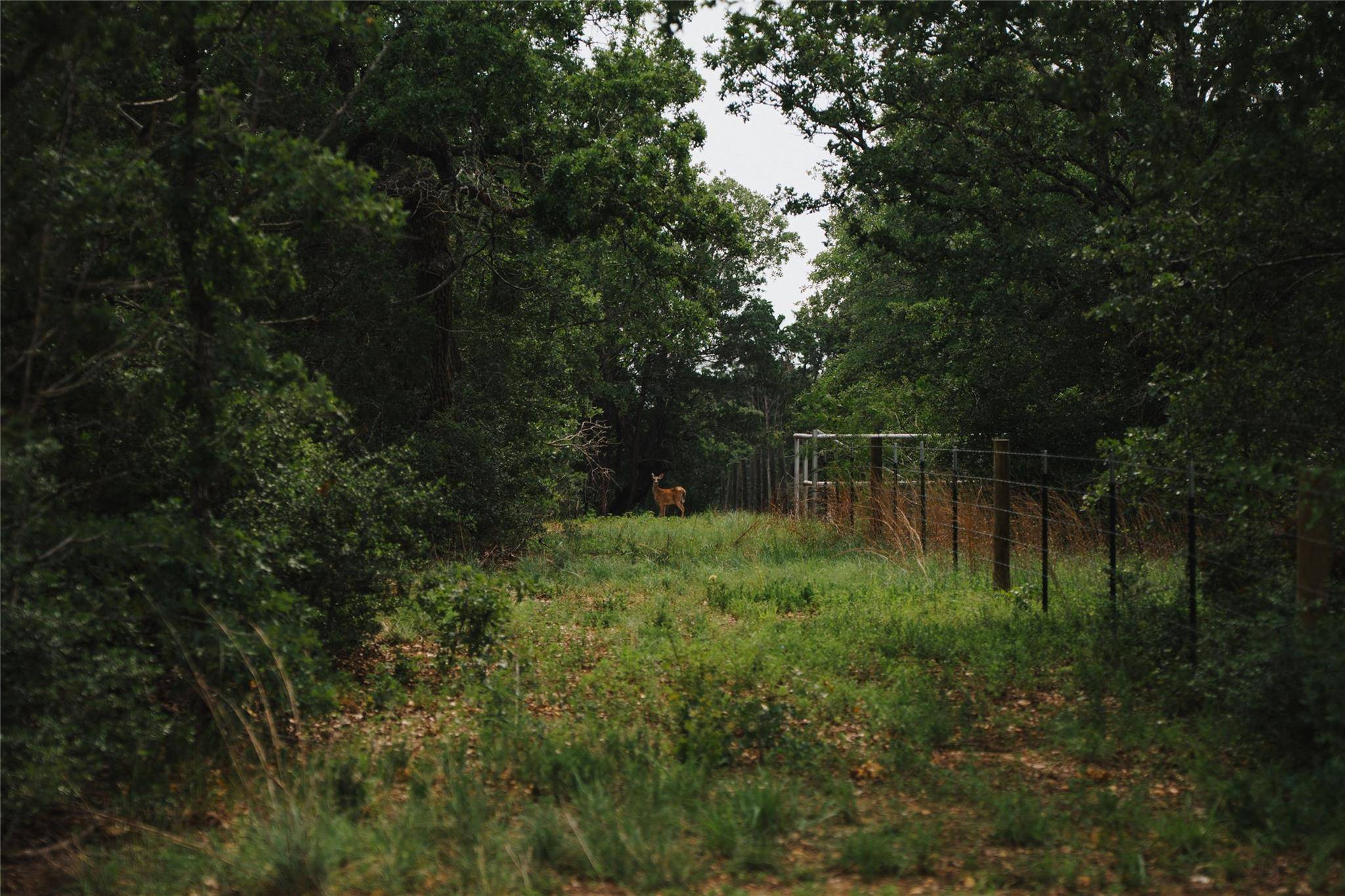00 St Delight RD, Paige, TX 78659