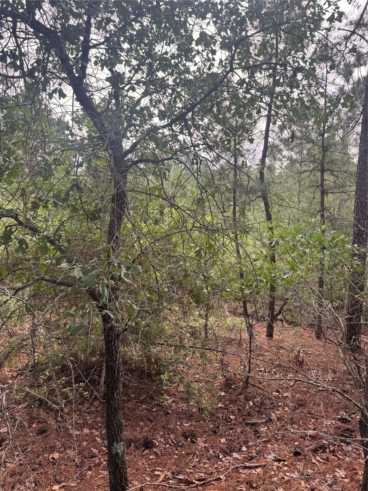 Lot 1492 Haleakala, Bastrop, TX 78602