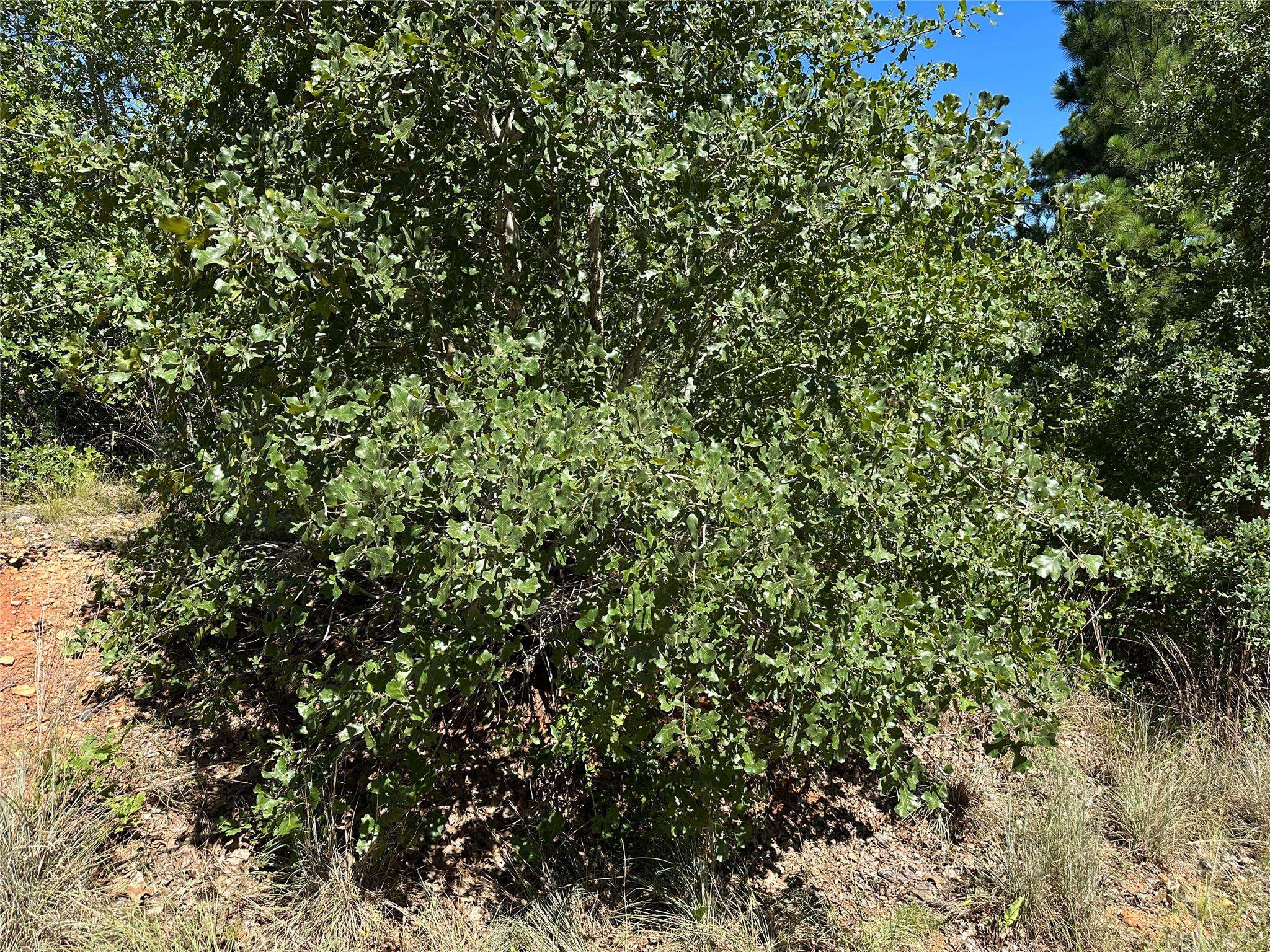 TBD N. Pahihi DR, Bastrop, TX 78602