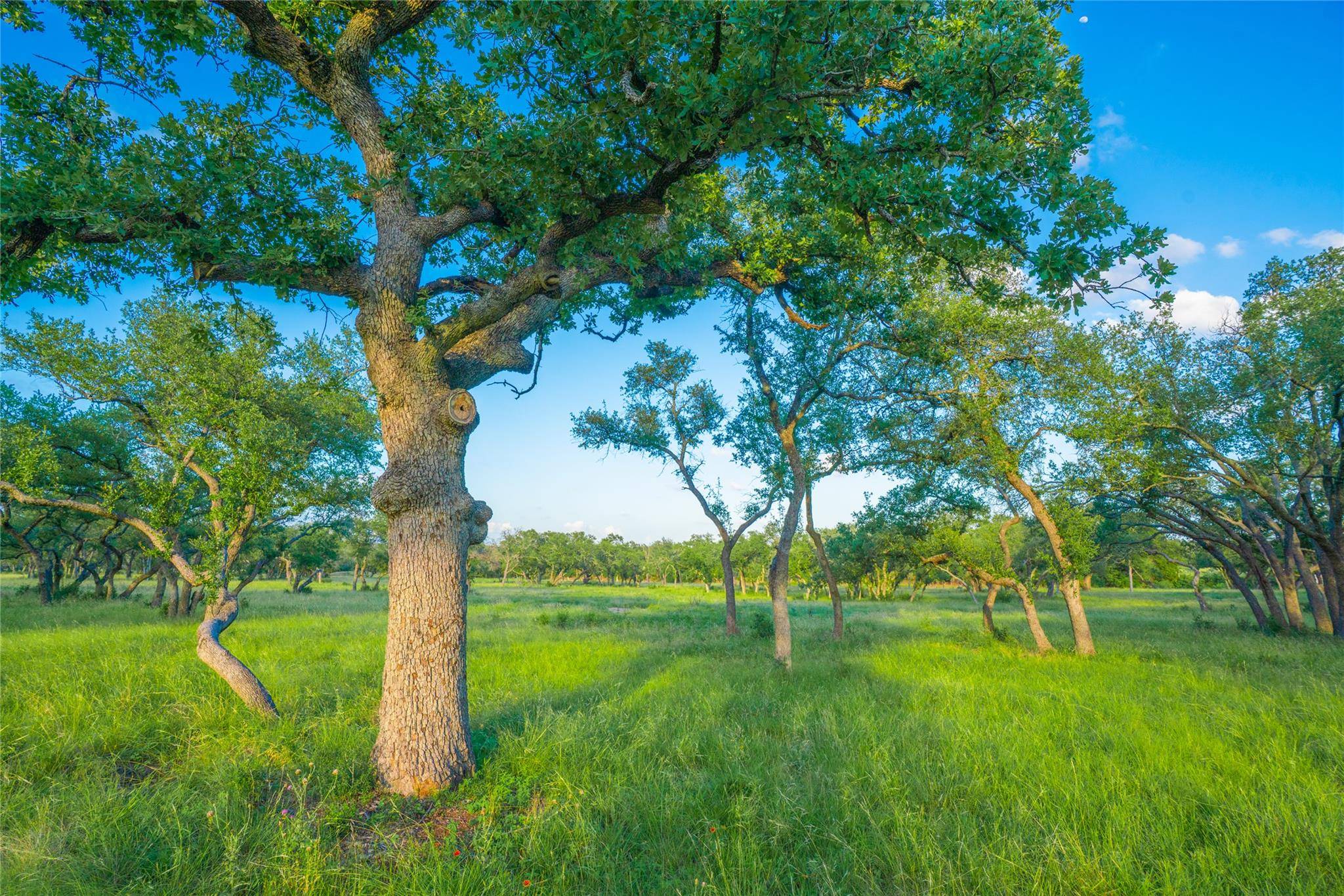 000 Twisted Vine RNCH, Johnson City, TX 78636