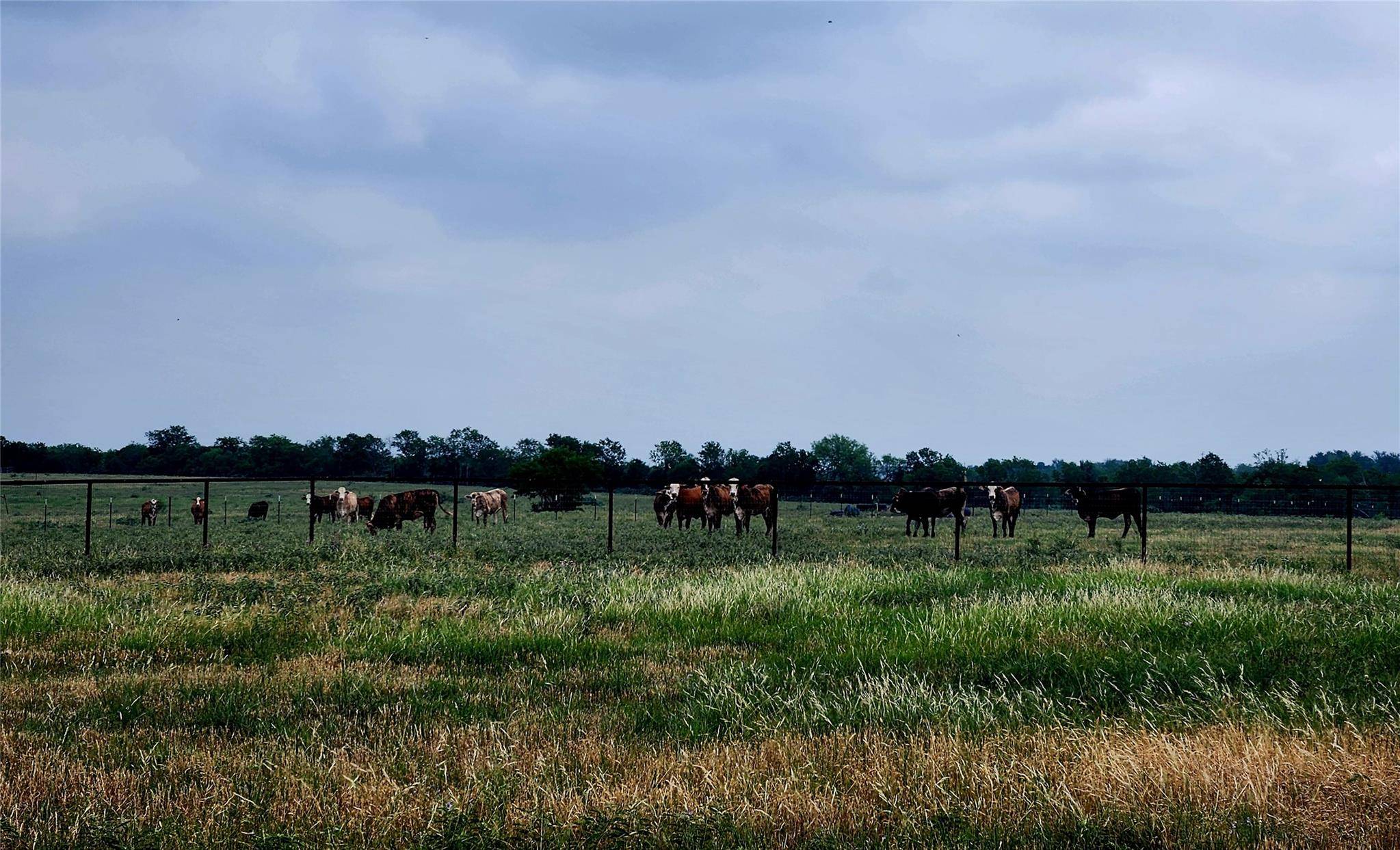 TBD County Road 446, Waelder, TX 78959