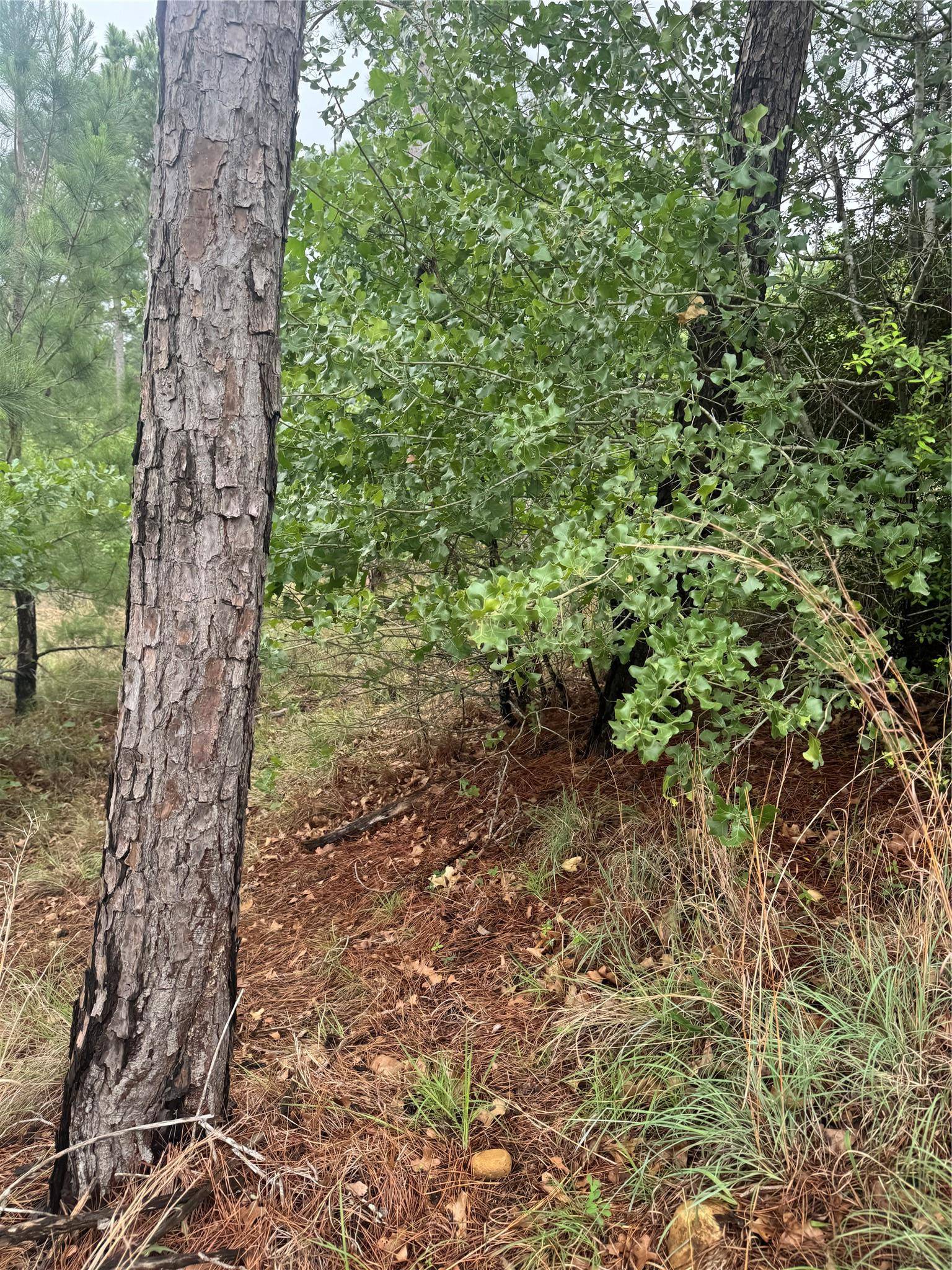 Lot 1614 Kaanapali LN, Bastrop, TX 78602