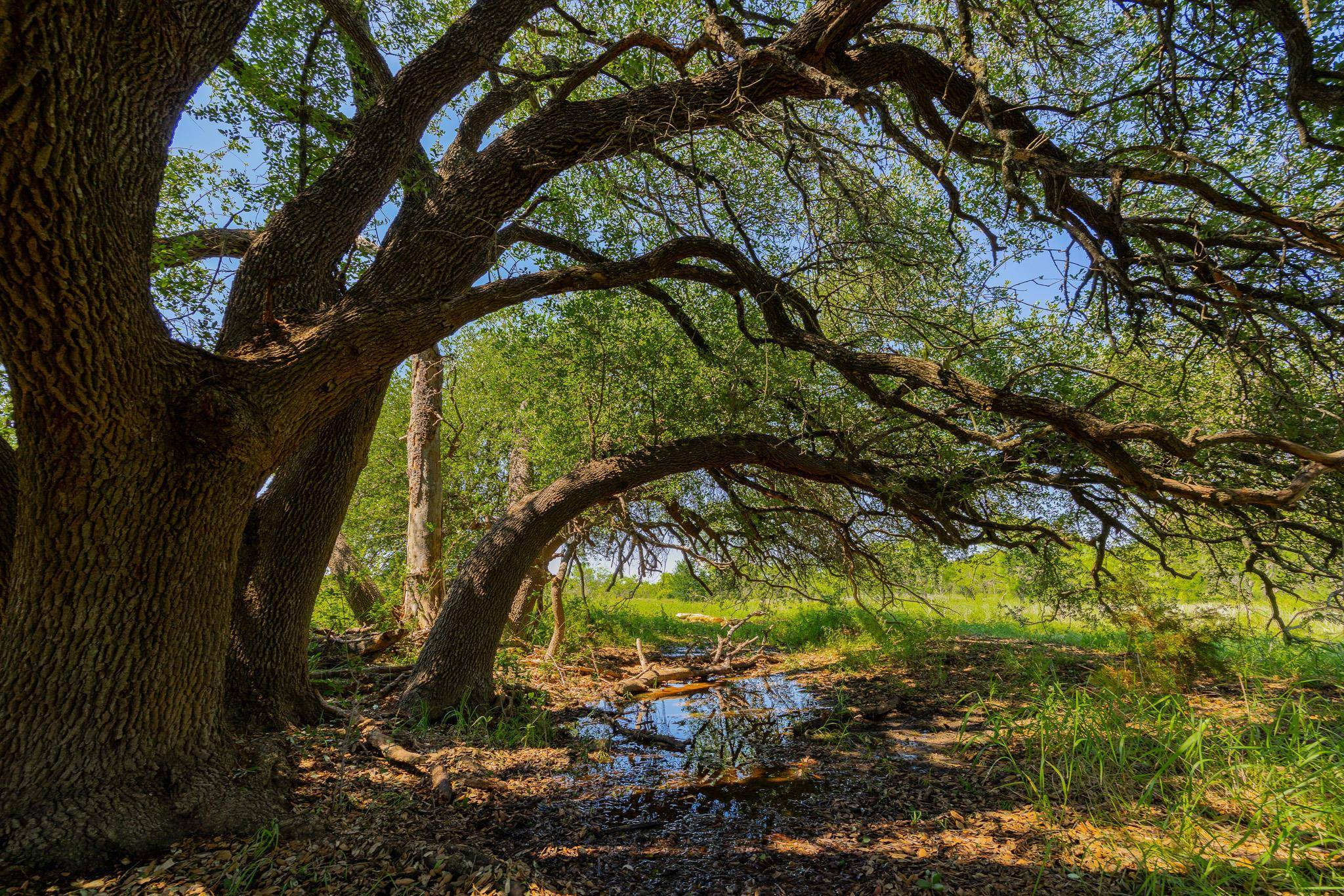 TBD County Road 180 Rolling Pond Ranch RD, Purmela, TX 76566