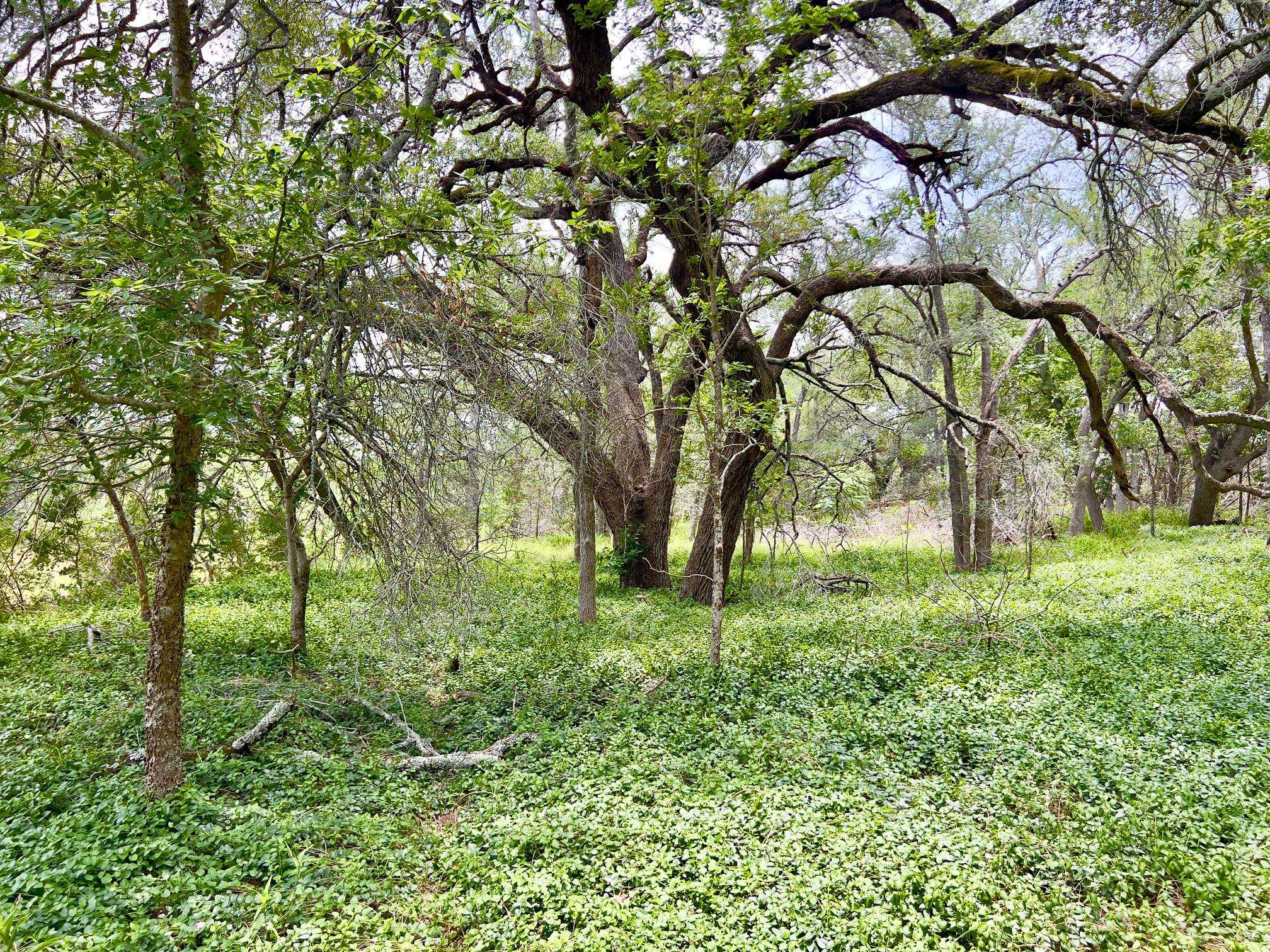 TBD Lot PT 19 Narrows RD, Blanco, TX 78606