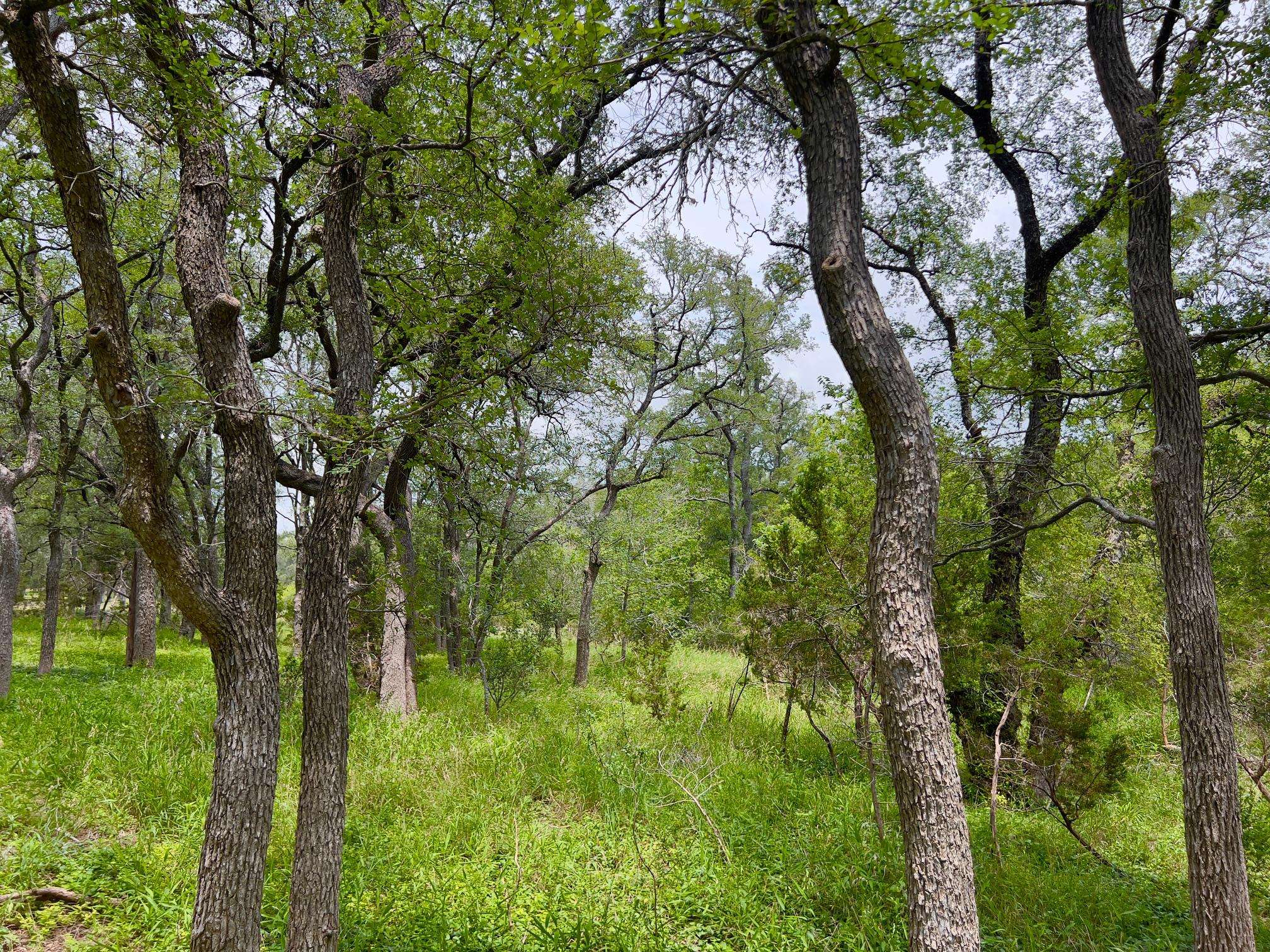 TBD Lot PT 19 Narrows RD, Blanco, TX 78606