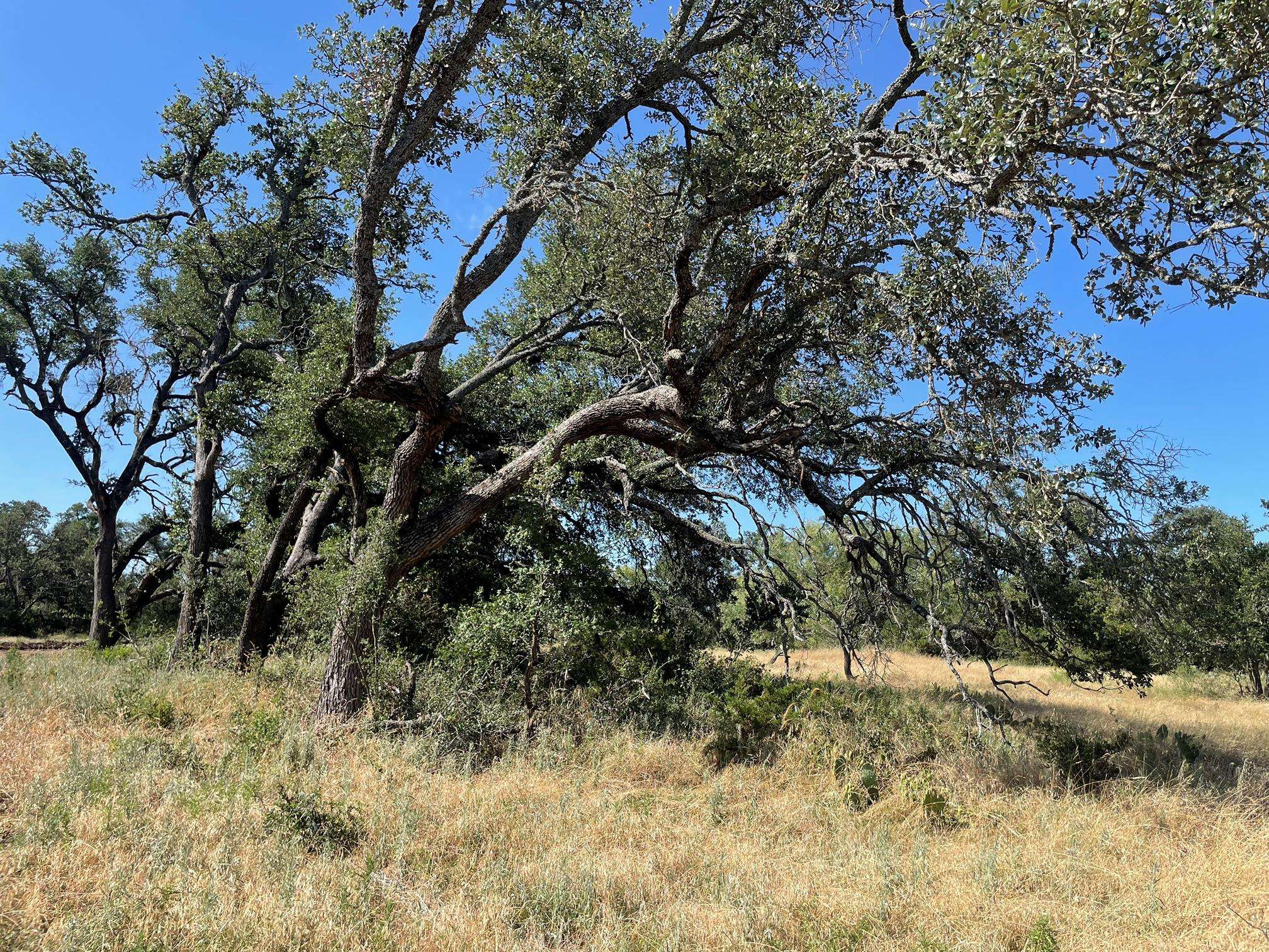 Lot 200 Swamp Creek Cove, Burnet, TX 78611