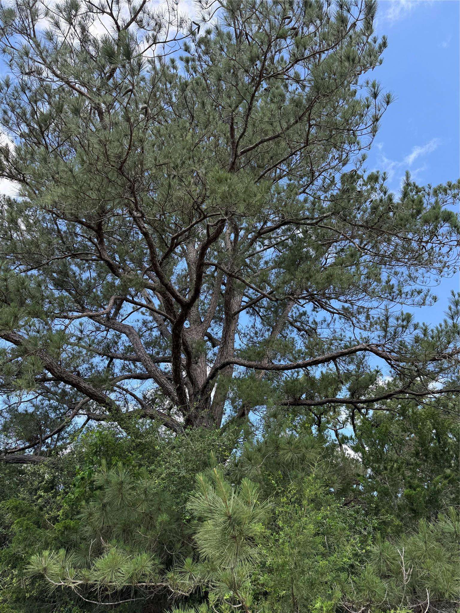 1749 FM 535, Smithville, TX 78957